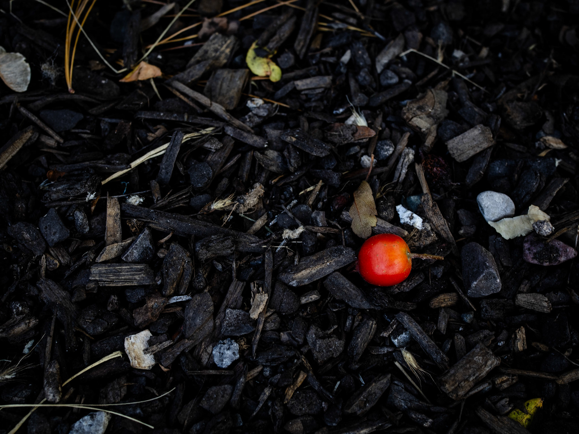 Today was a complete bust for photos. It comes from holding a dog leash and capturing a picture at the same time at dusk. So here's one from a few days ago.
