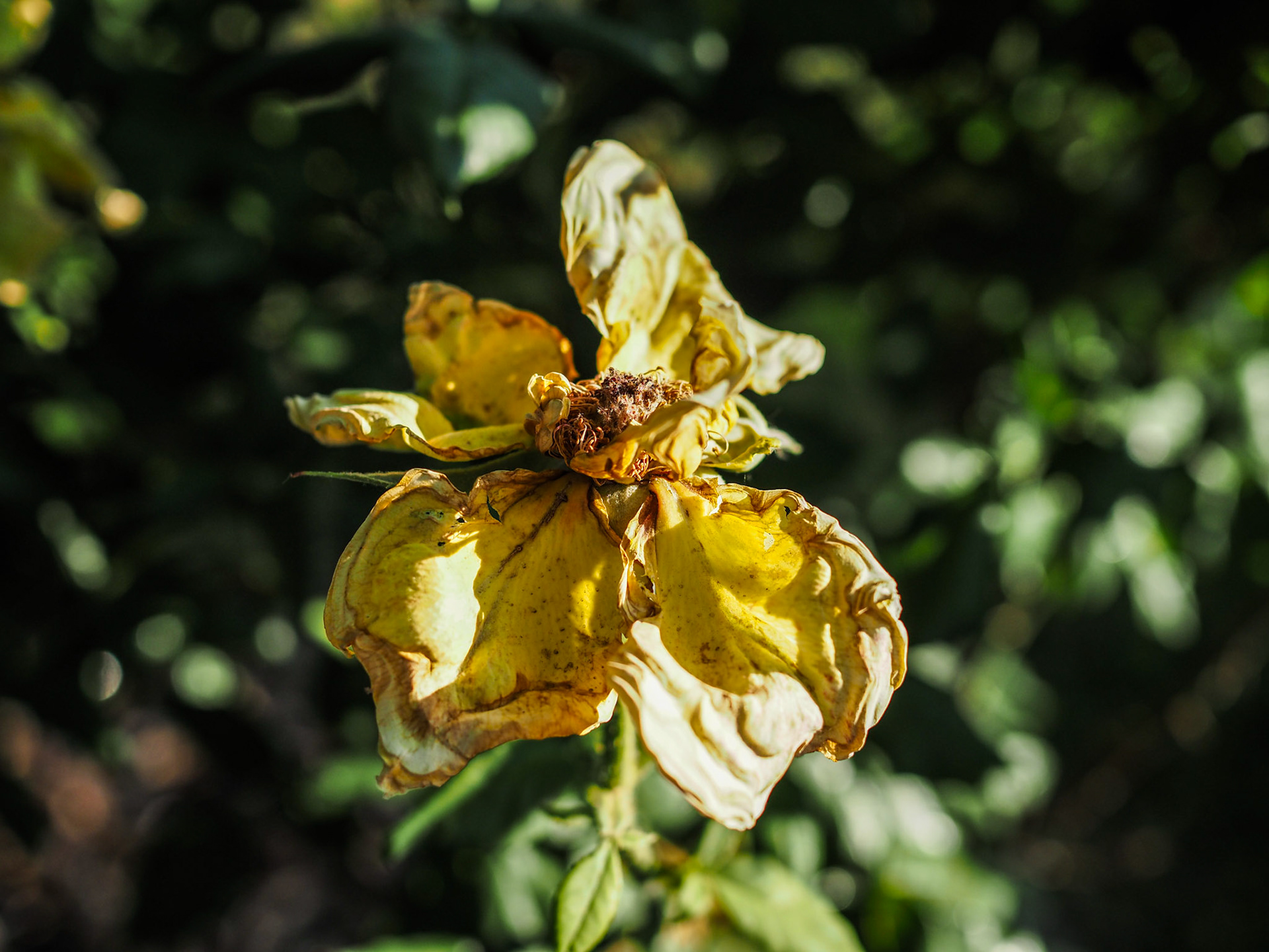I do like to photograph things that are past their prime, barns, fence lines, and the like. On my walk this evening, I found this rose. I thought it was an interesting subject.