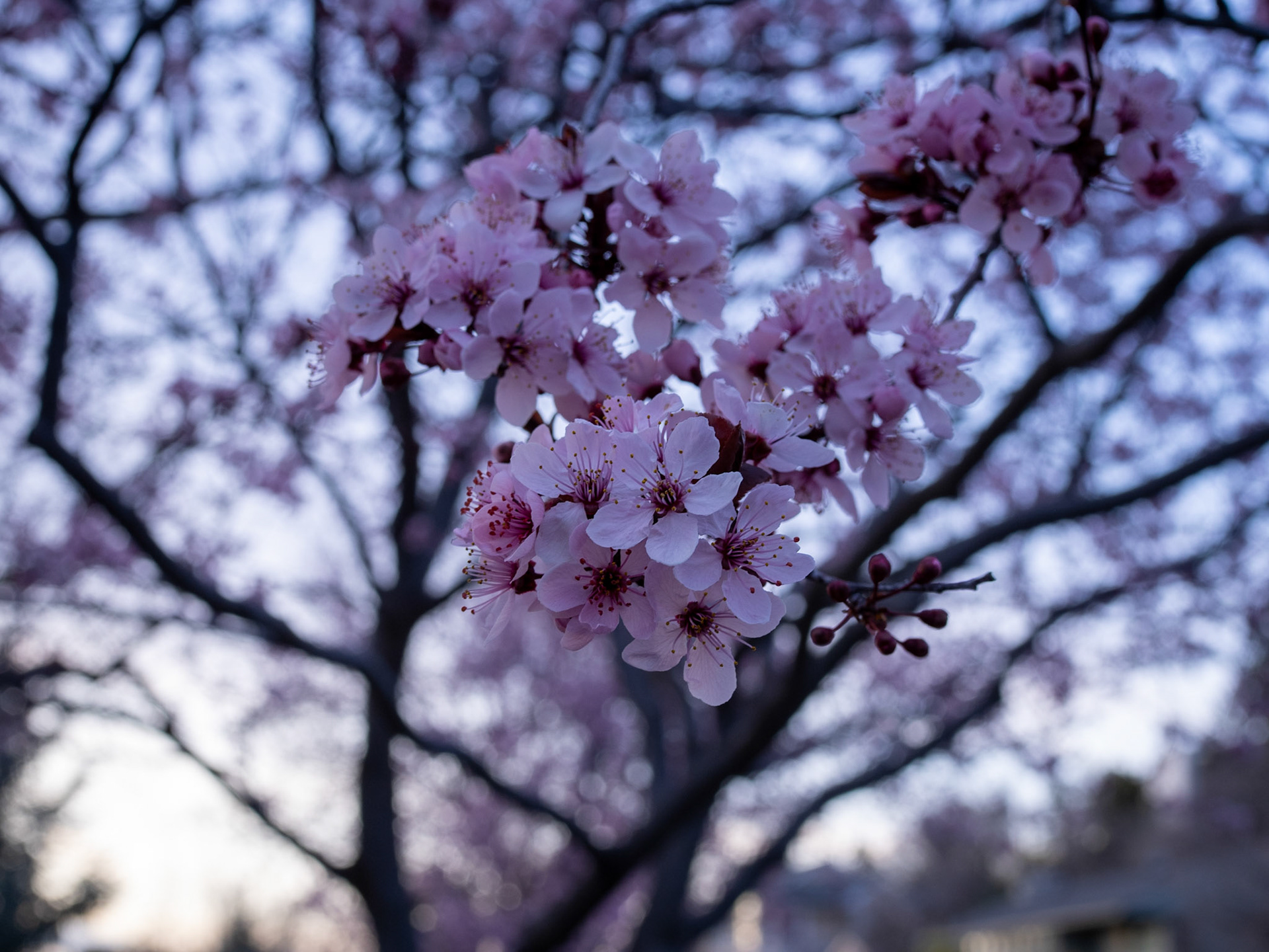 97/365 Cherry Plum Tree