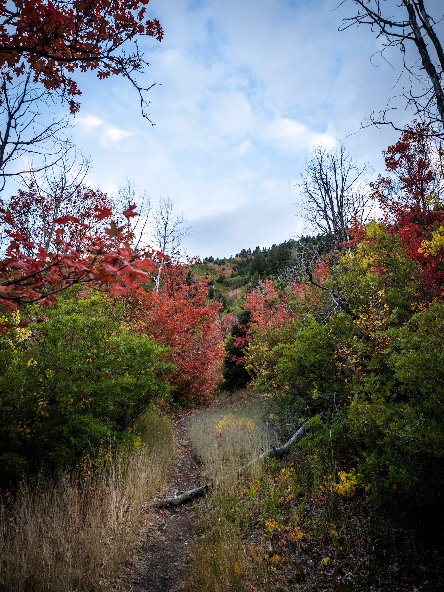 A pathway of colors leading you up and over the mountains. Today got away from me so here's one was from yesterday's photo safari on the Alpine Loop.