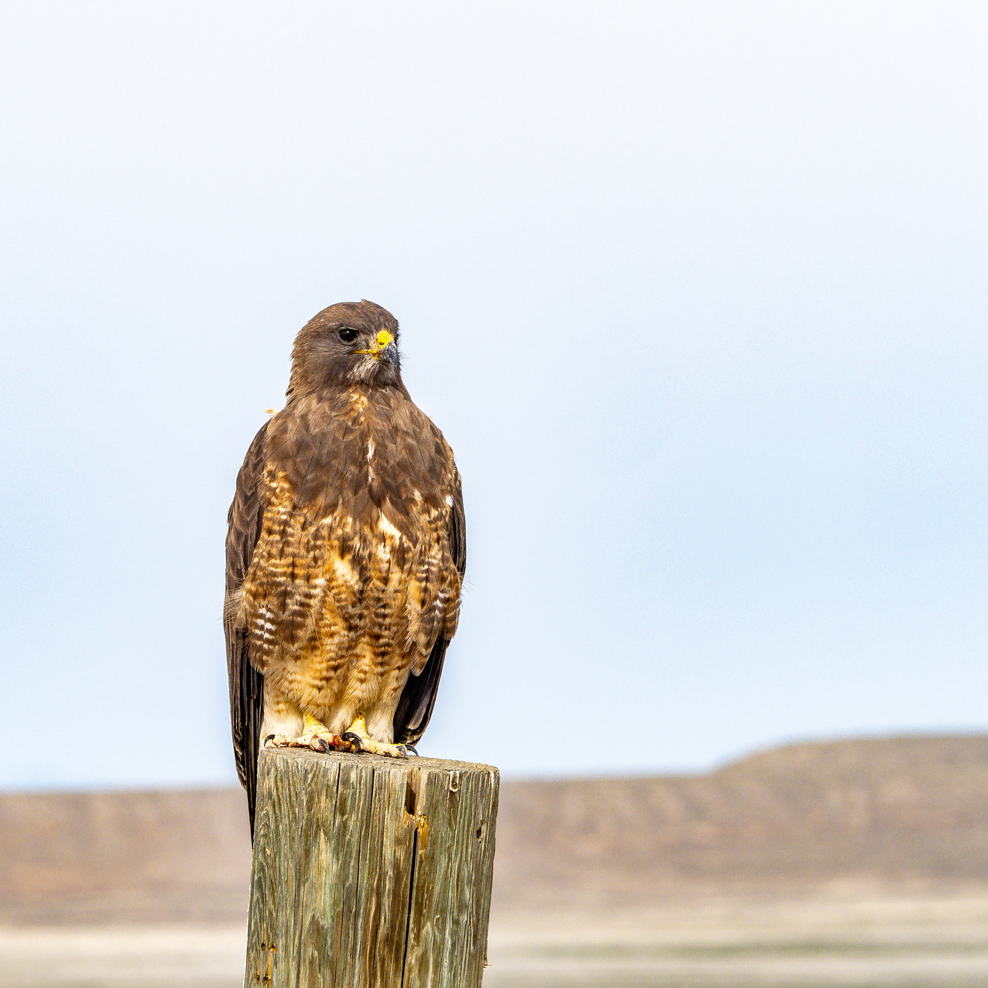 A friend and I went to the west desert of Utah today looking to photograph wild horses. They were camera shy today. But this fine fellow was very willing to sit for a portrai