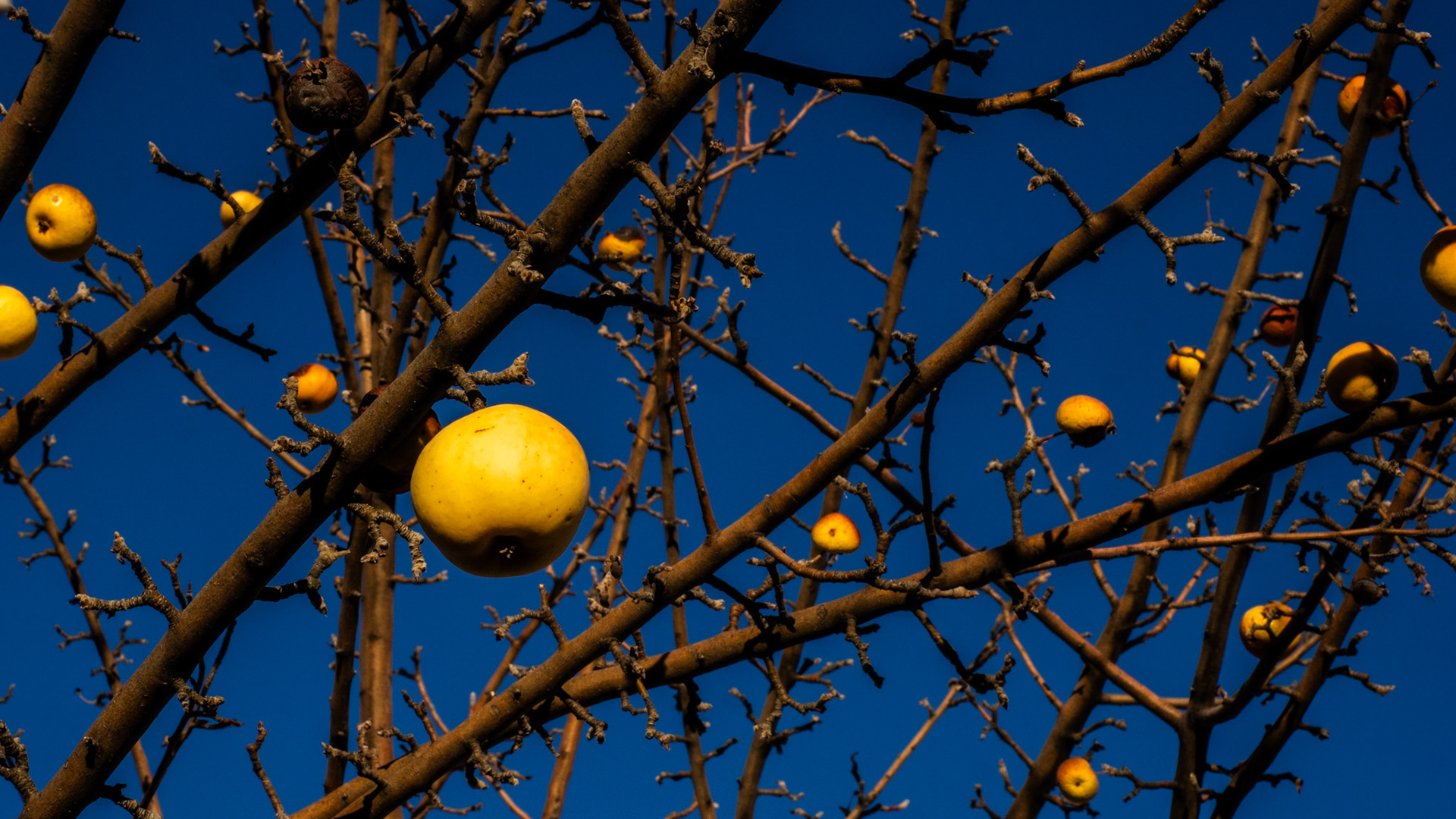 These are not Christmas ornaments. They are apples still hanging on. No leaves, apples.