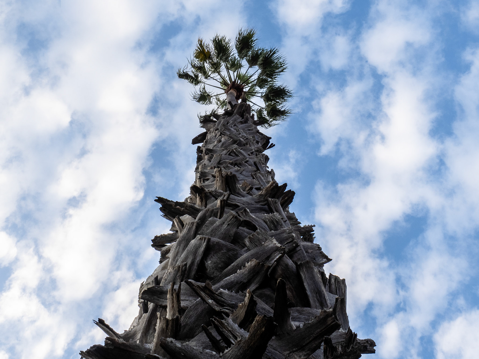 Another perspective of these majestic Mexican Fan Palms.