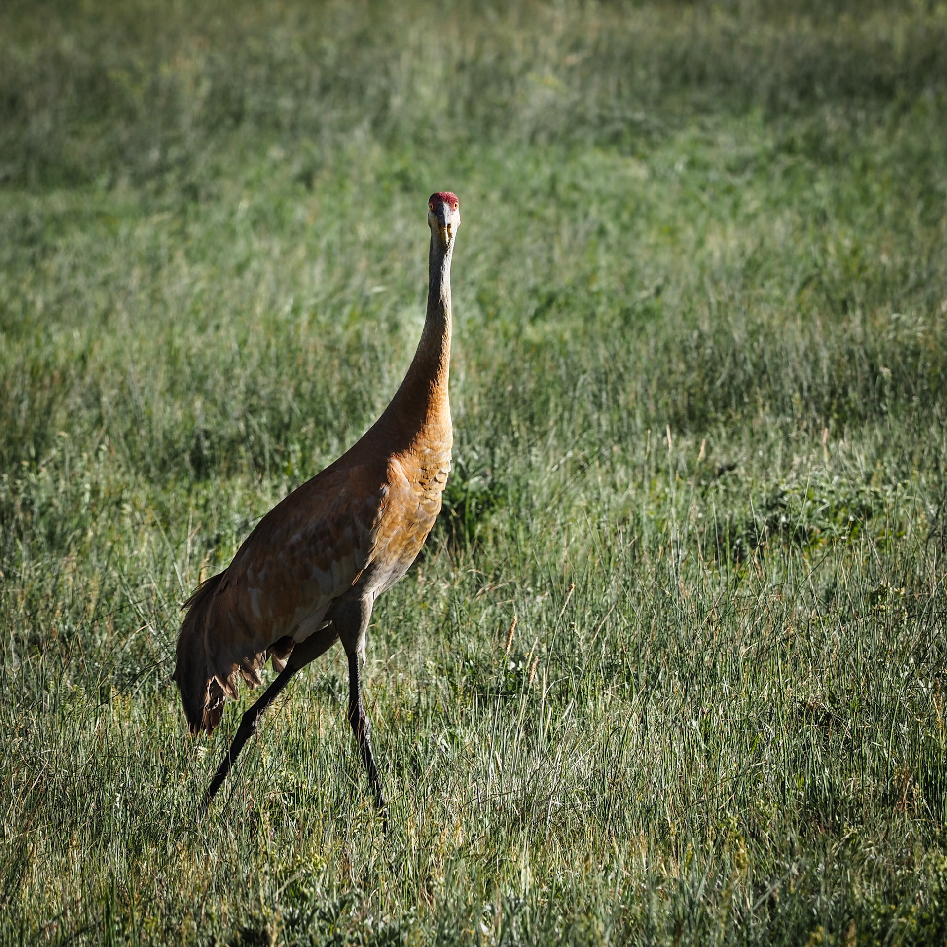 I was able to get out this morning. I have never seen a Sandhill Crane before and wondered what kind of this bird this is. But it was pretty cool seeing it for the first time.