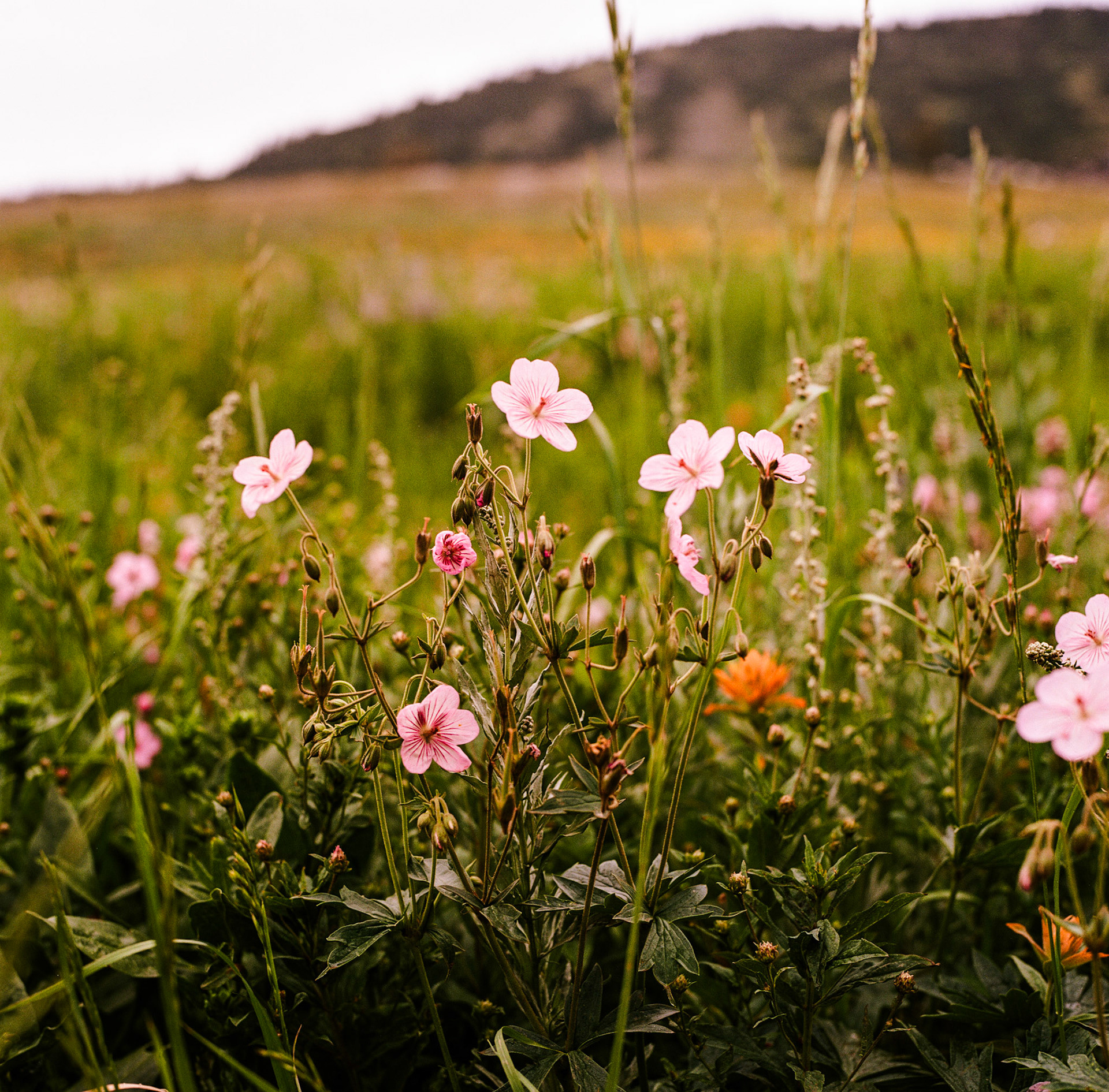 Here are some more Sticky Geraniums I captured on my medium format film camera a few weeks ago.