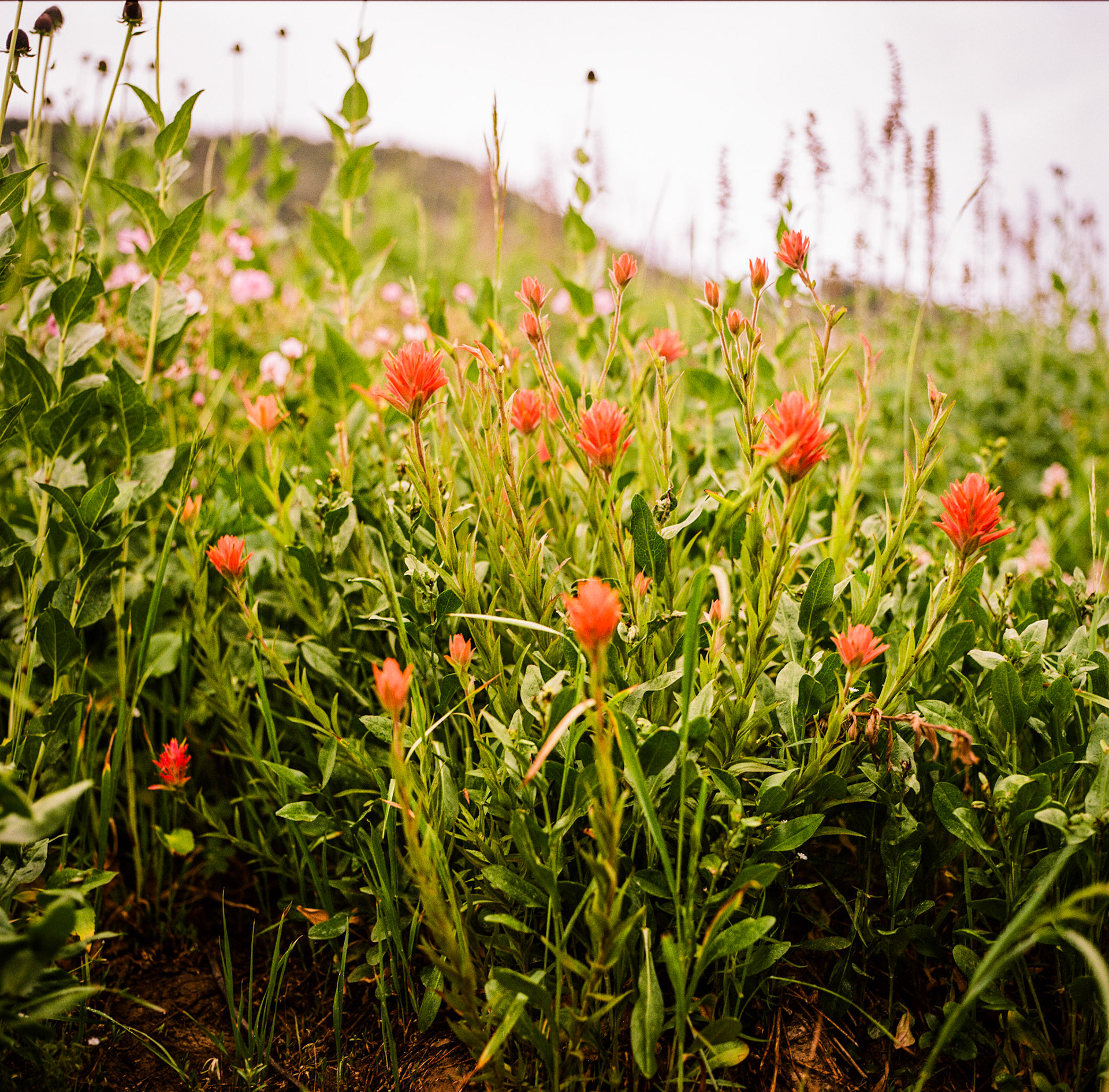 It got pretty busy this evening. So tonight, I am posting this picture of Meadow Paintbrush from back in July.
