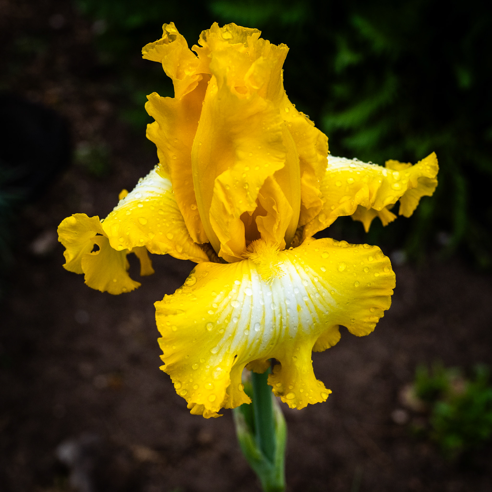 Yesterday's wind storm, blew in a little bit of rain. And this guy too. It wasn't there yesterday.