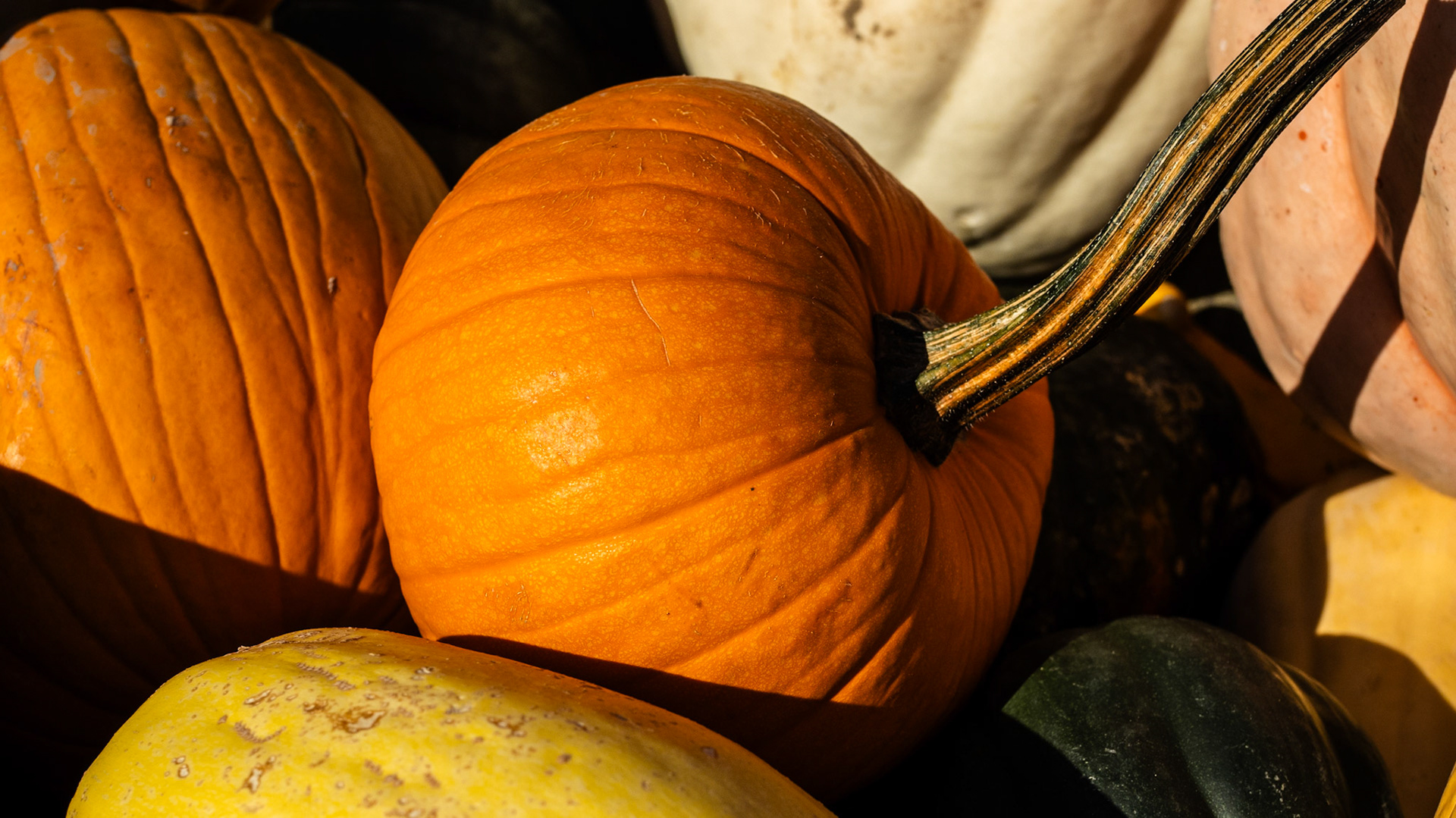 A Pile Of Pumpkins for you. Photographed at our local Tagge's Stand.