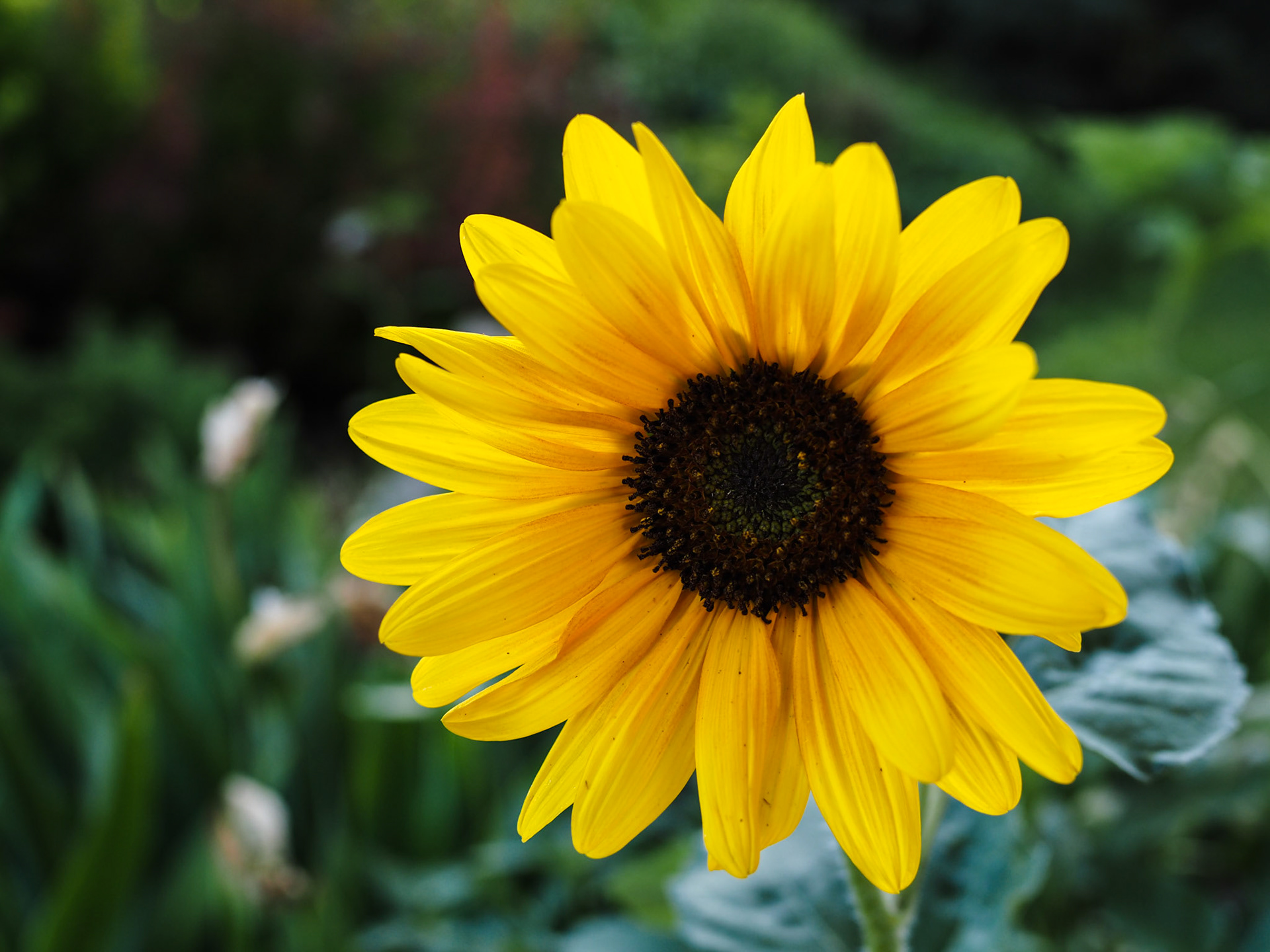 Petals out. Doesn't quite have the same ring.