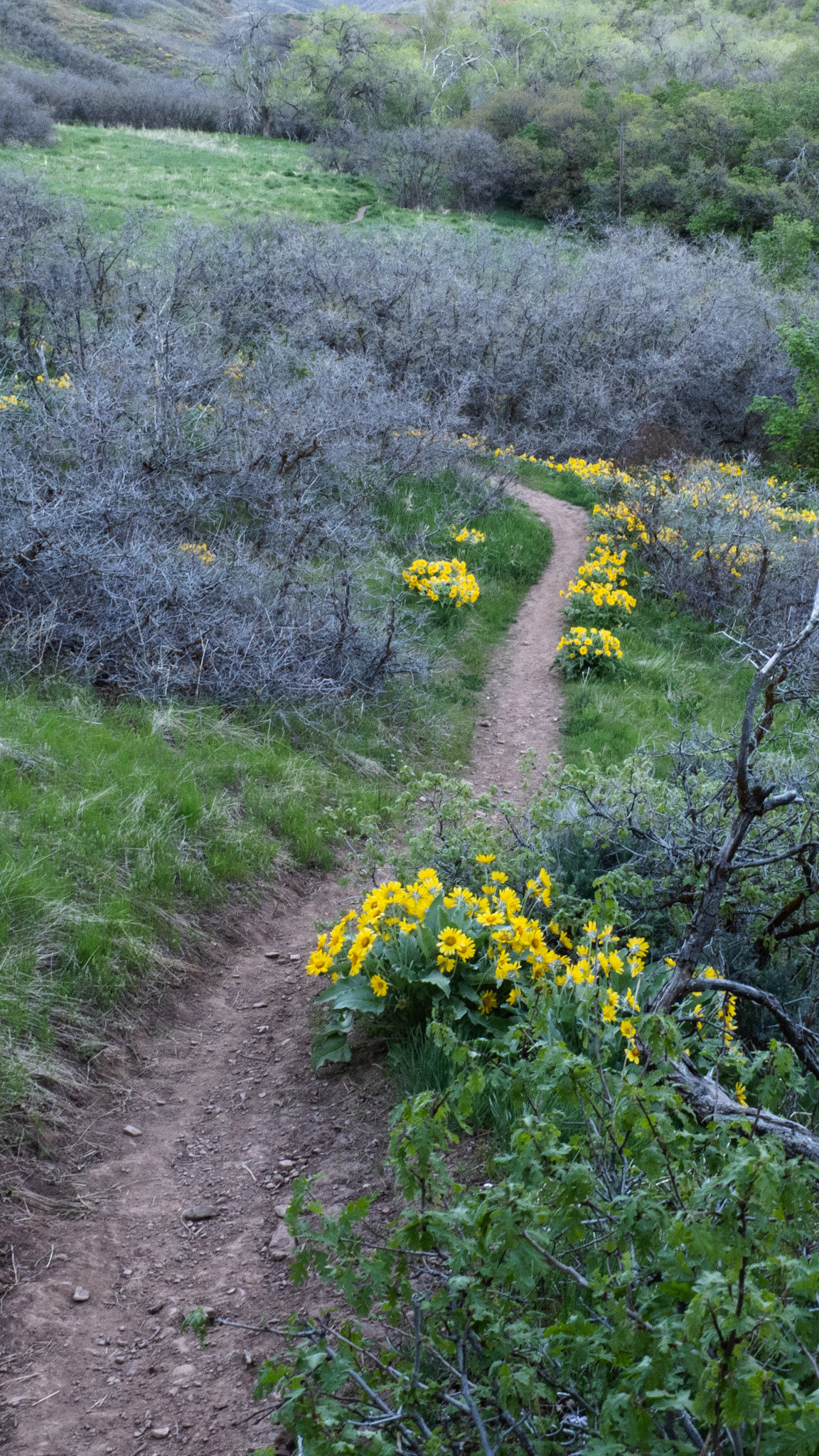 An Arrowleaf Balsamroot lined trail in Red Butte Canyon.