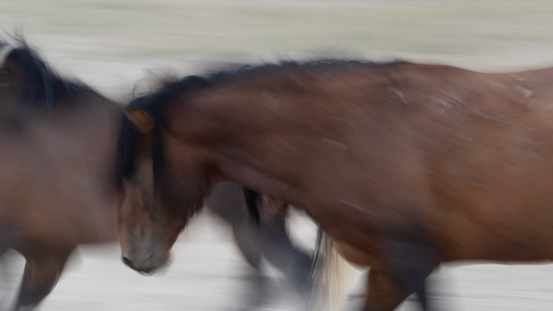 I took a friend out to see the Onaqui herd this evening. A successful outing. I captured this fellow as he was leaving the watering hole.