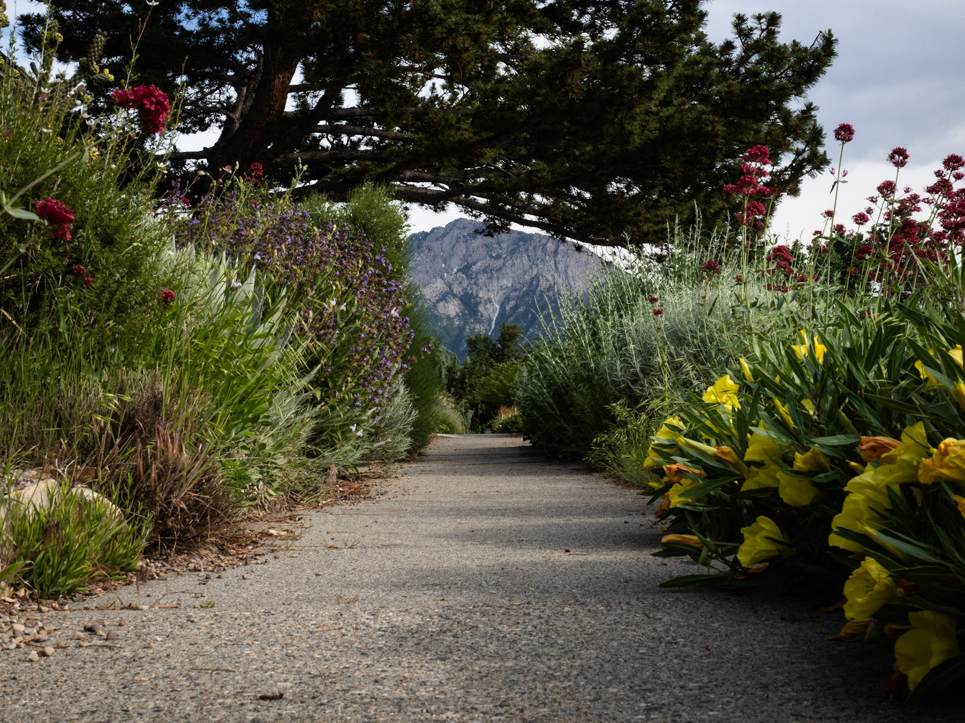 Mount Olympus framed by flowers and pines from a sidewalk on Wasatch Drive.