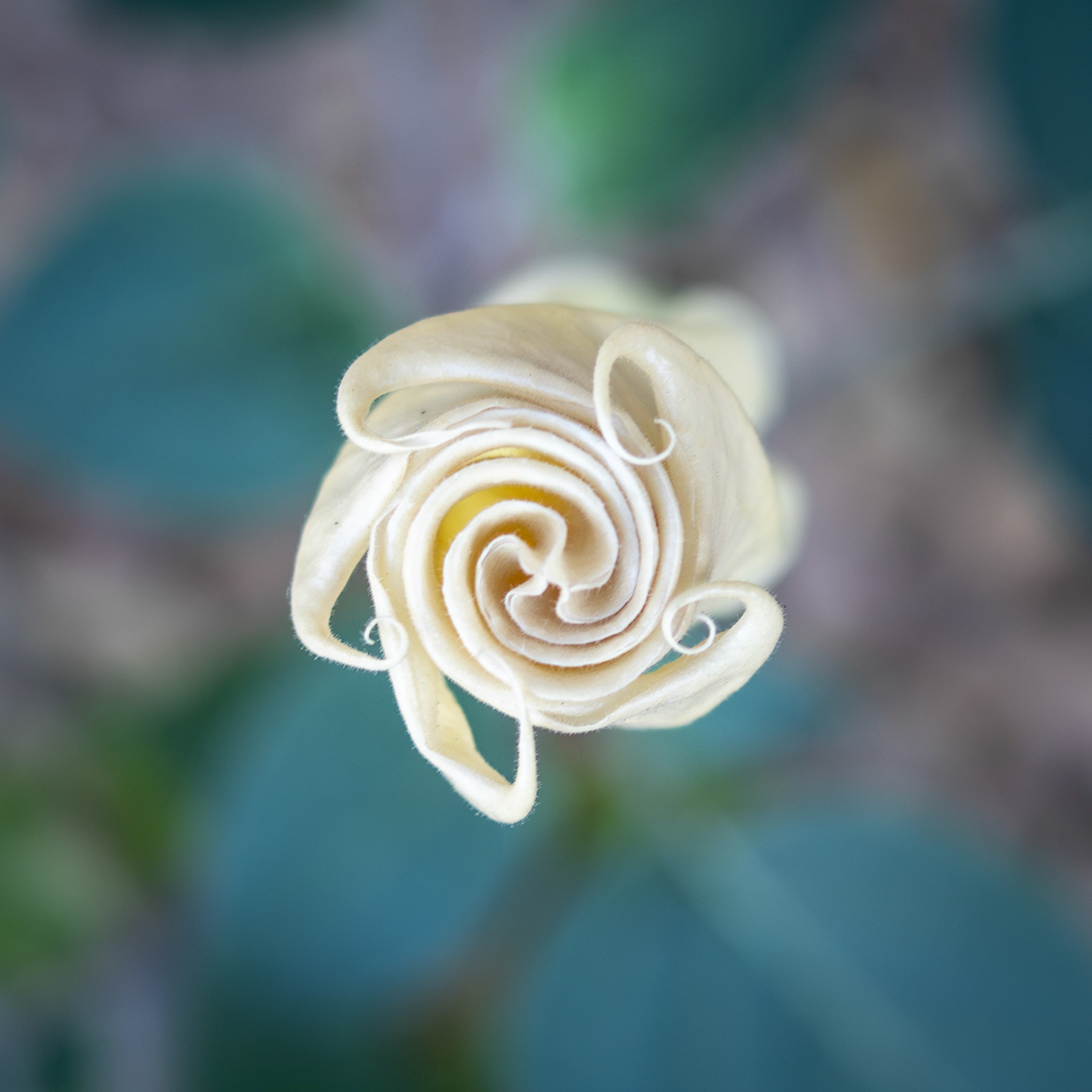 Not very trumpet like at the moment. But when it fully blossoms, it is just beautiful.
