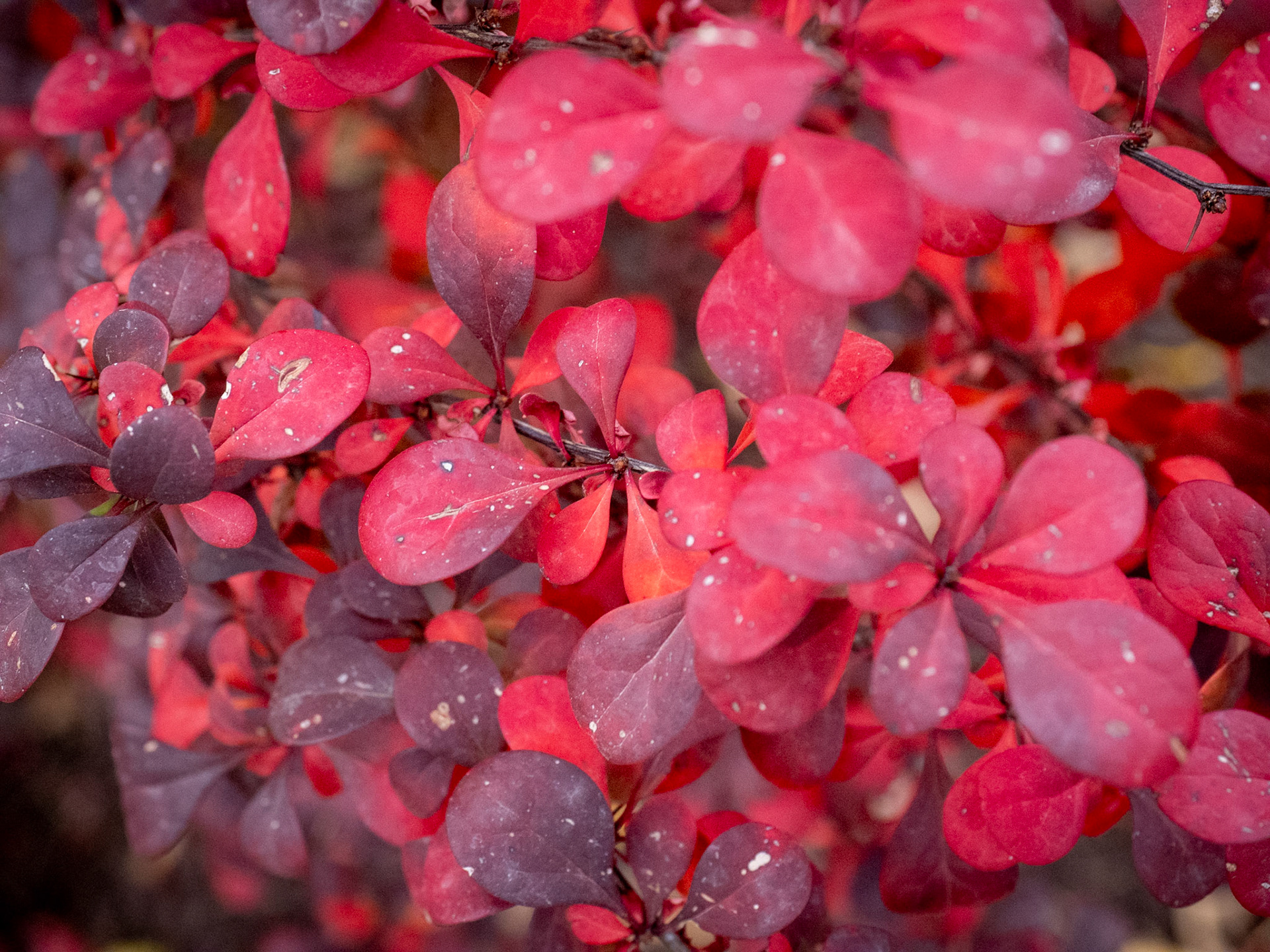 I was able to get out for a few minutes before it got too dark. So from a red shed to red leaves. We'll see what tomorrow brings.