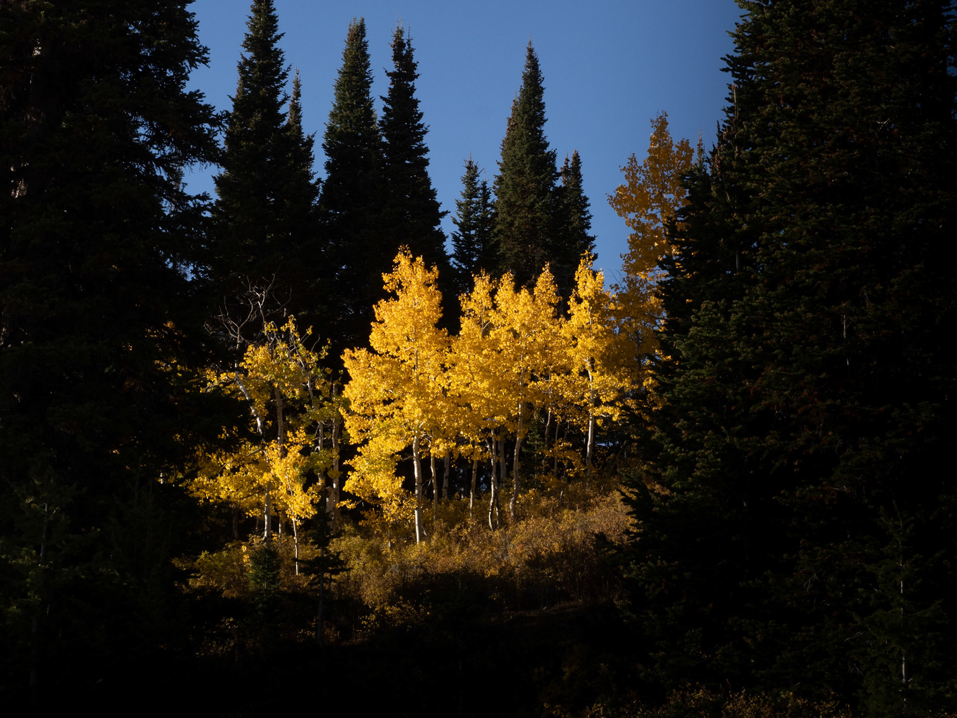 I went to the mountains today to see if I could find more fall colors. I was not disappointed. These aspens were along highway 39 near Monte Cristo Peak in northeast Utah.
