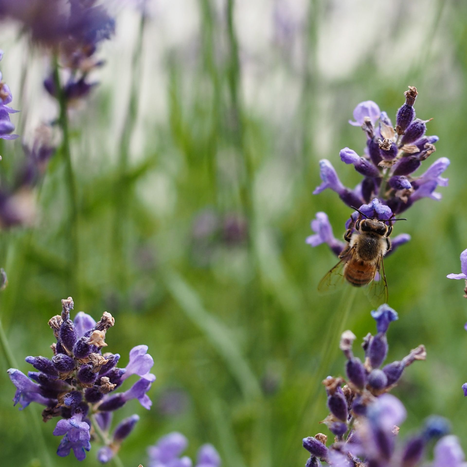 Another bee, doing bee things.