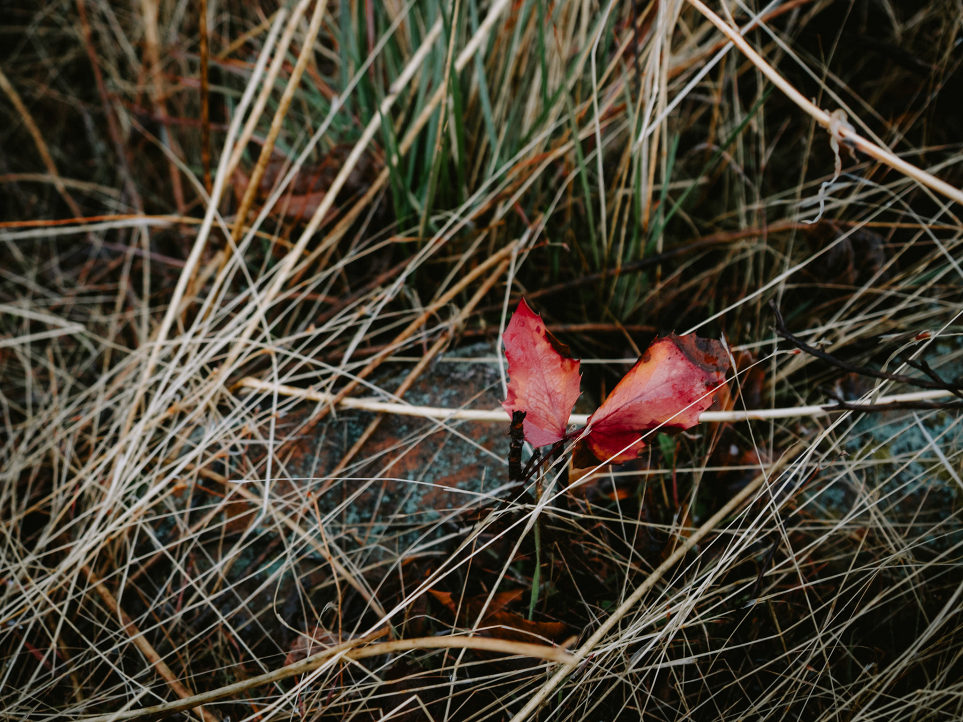 I went up in the mountains to Mountain Dell Reservoir hoping to find a moody picture. But alas, the weather would not cooperate. But wandering around I found there's still splashes of red here and there. This spot should be under a foot or two of snow by now.