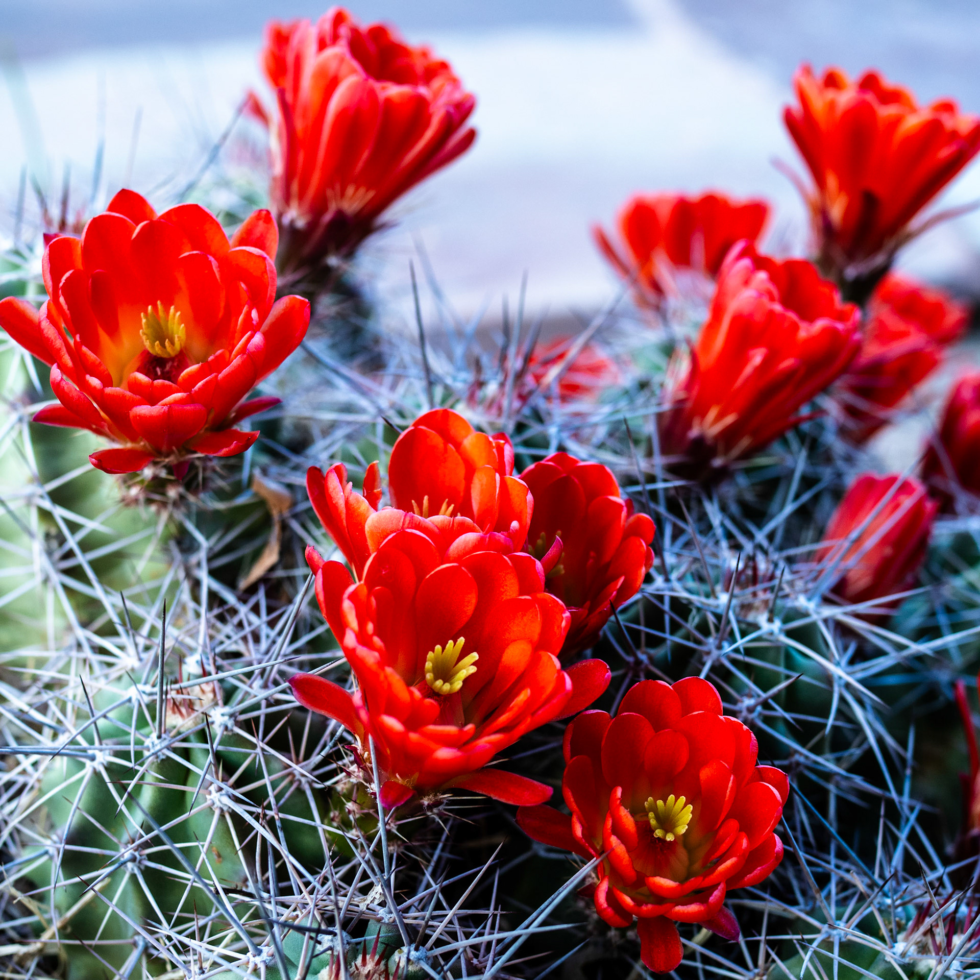 112/365 Scarlet Hedgehog Cactus
