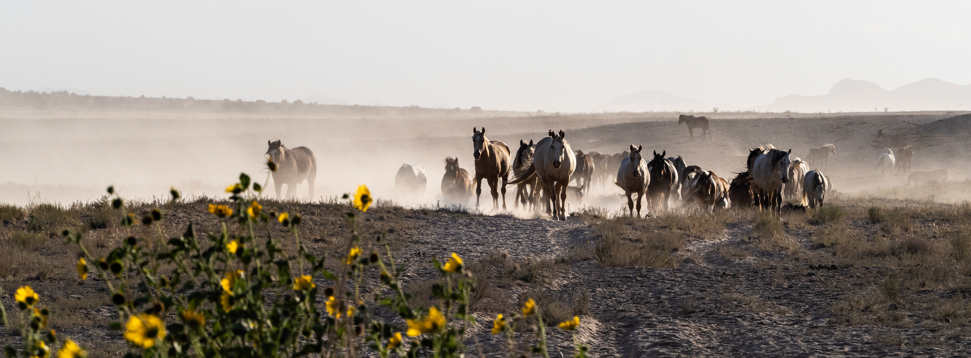 The Onaqui herd of Utah's West Desert on the move.