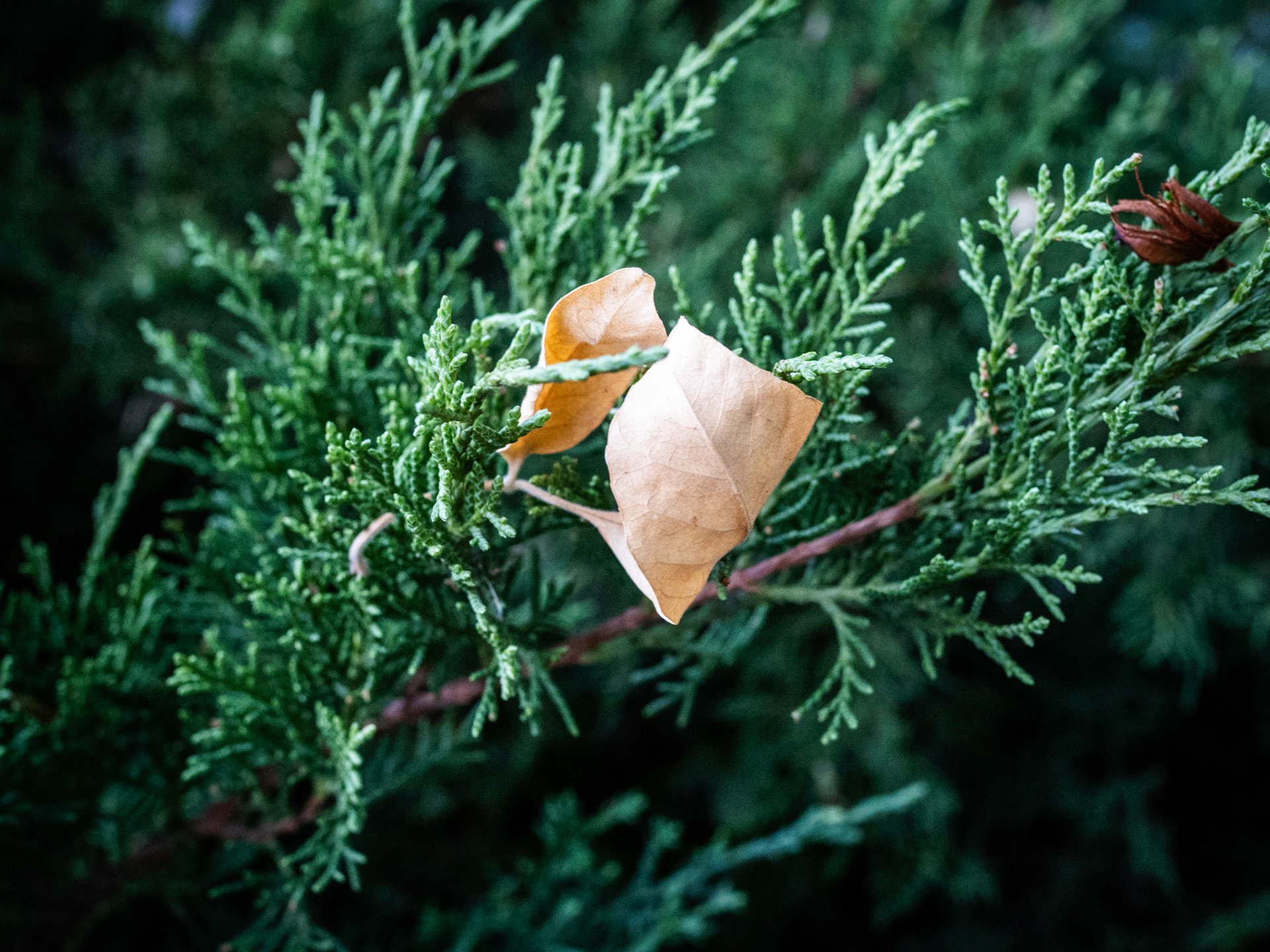 The leaves are starting to fall. So far not too much color. Mostly because of the extra dry summer we've had.
