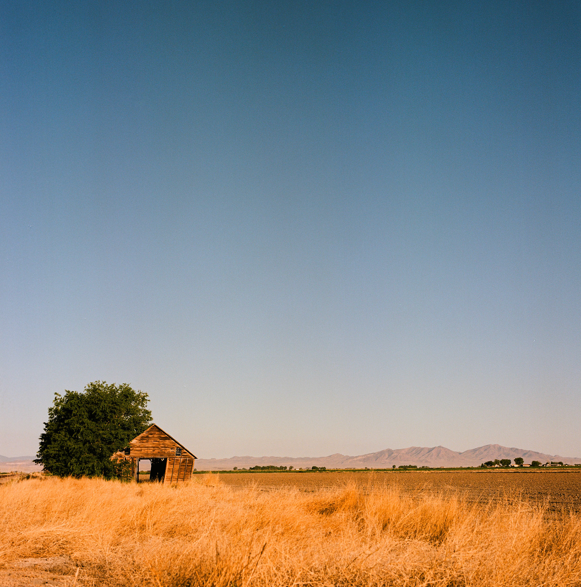 It's another Analog day... I thought this tree looked a little like a green PacMan was eating a barn.
