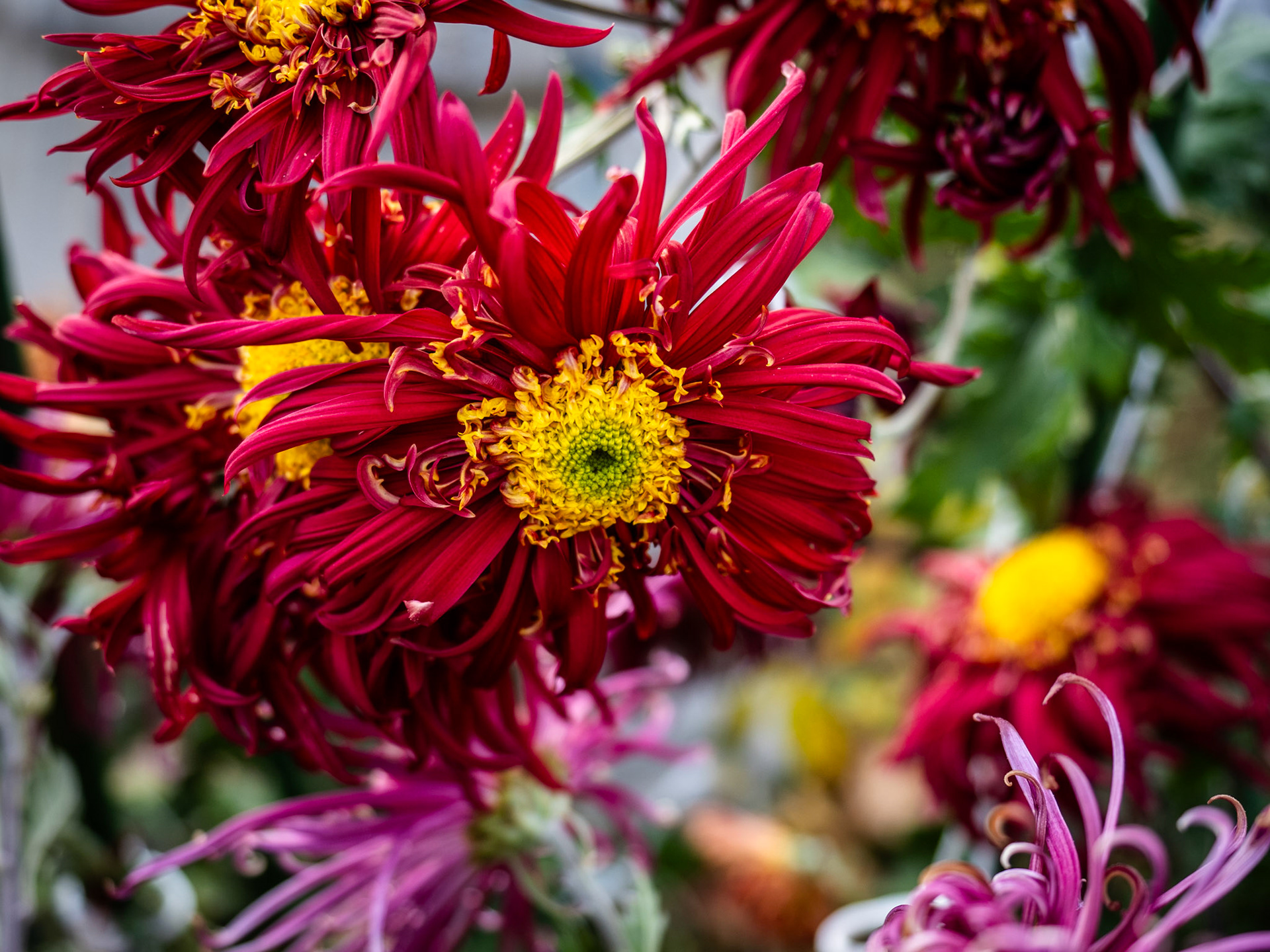 Wild, not as in flowers you find in the wild. But in the "Oh wow! Those flowers are really wild."