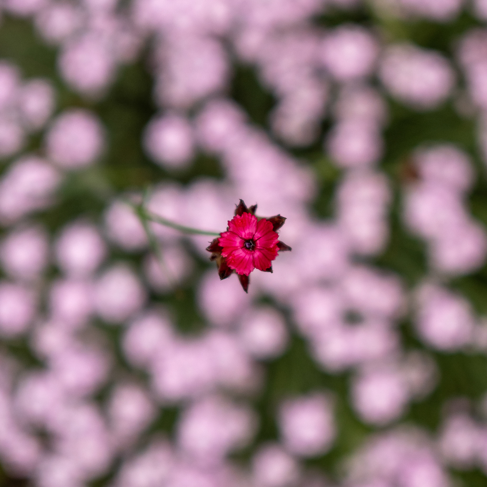 My flower ID app failed on identifying this flower. But it being on a single stem standing above a field if the candytuft makes it stand out.