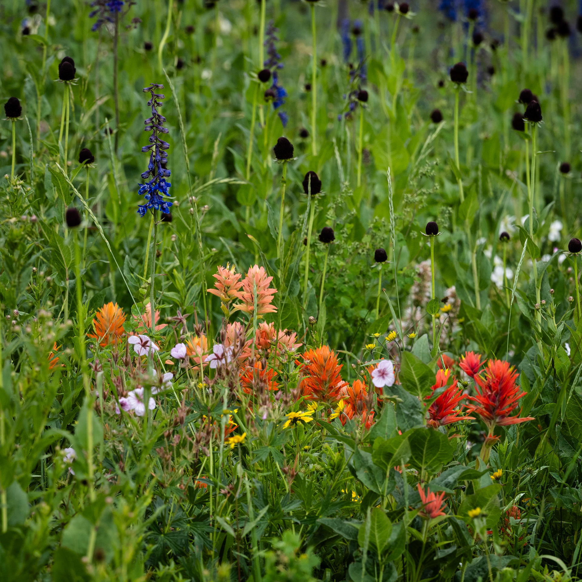 Today is wild flower day for me. I missed the peak, but it is still beautiful at Alta.