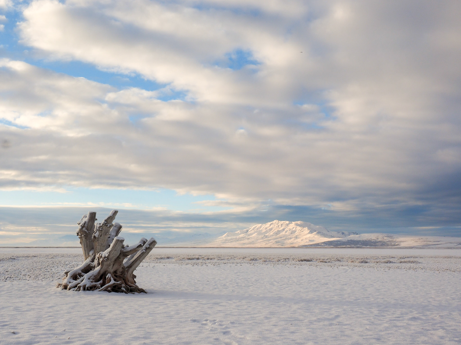 If you drive on the causeway out to Antelope Island, about a mile from the entrance on the south side of the road, you'll see this stump. When I first started going out to the island, the stump was completely surrounded by water. Now it sits on dry land.