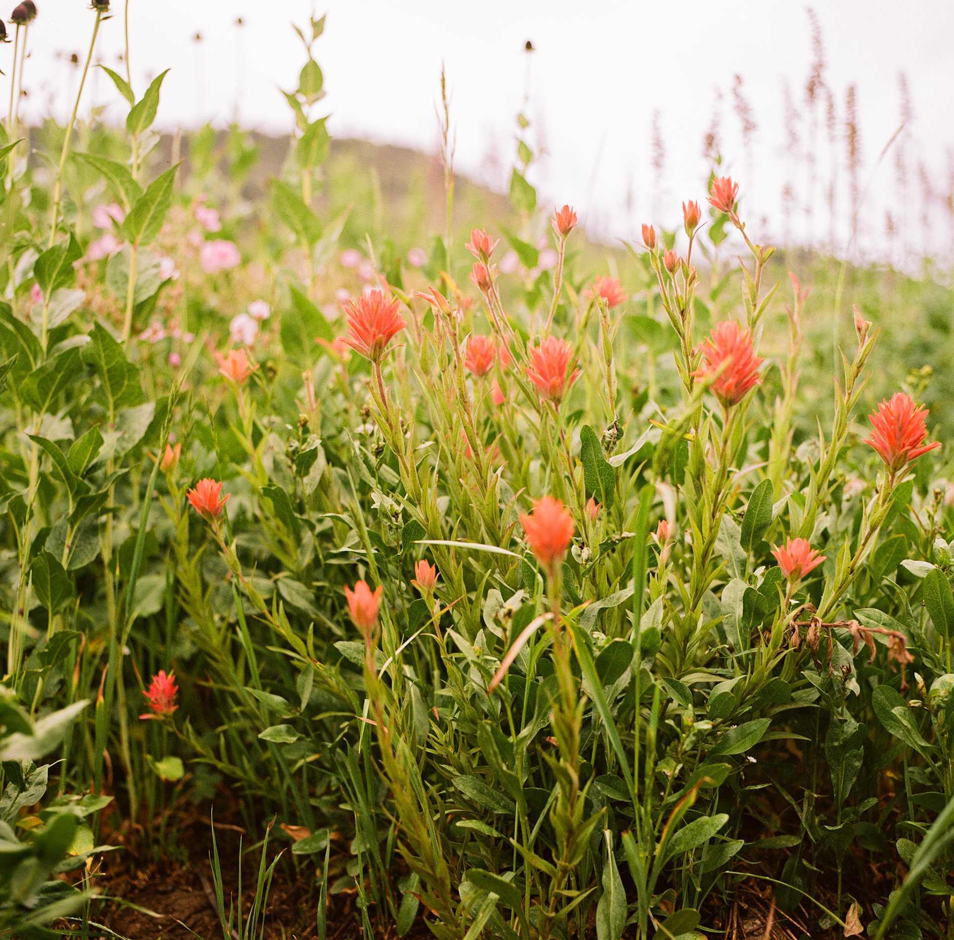 Here's an analog picture from last weekend's trip to Alta for some wildflower pictures.