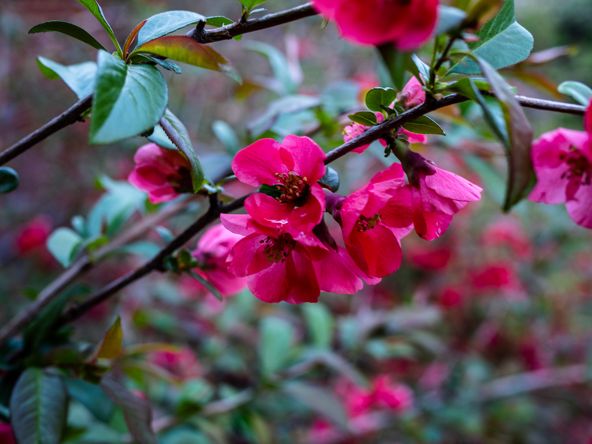107/365 Flowering Quince