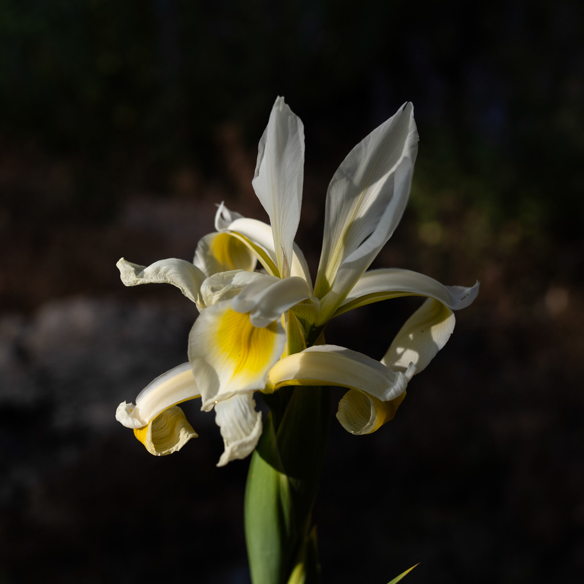 A quick trip out the front door produced this iris.