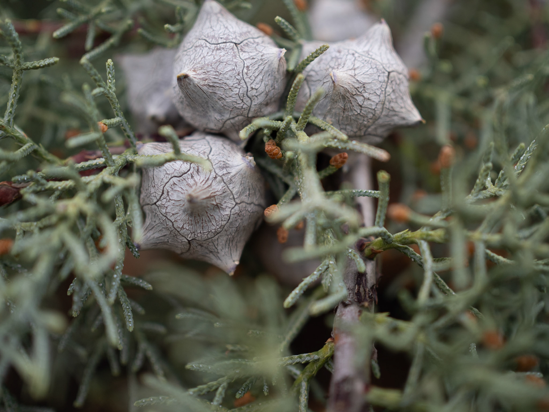 92/365 Arizona Cypress Tree Cone
