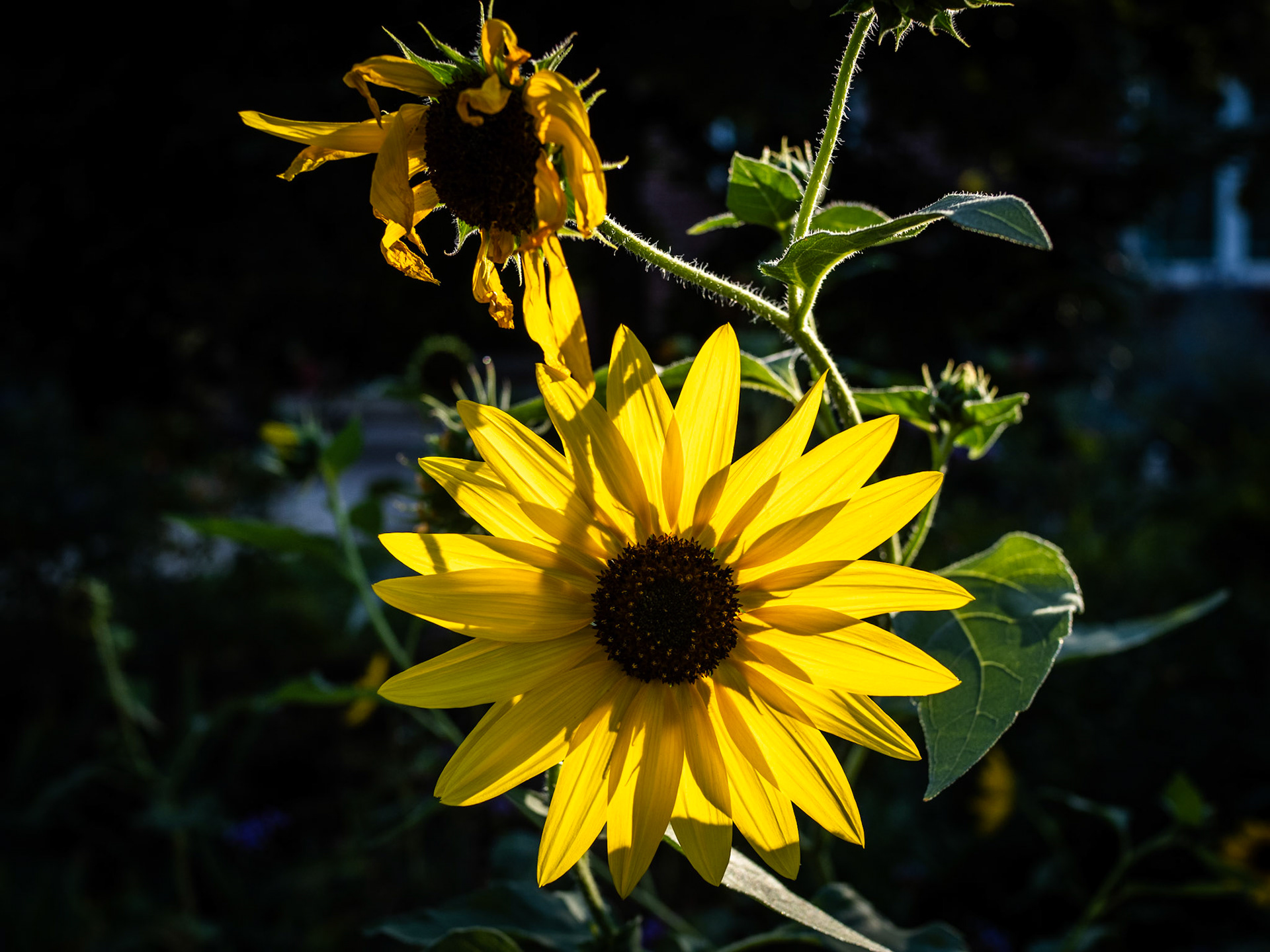 The timing was right this evening and this backlit Sunflower was screaming, "pick me, pick me!" So I did.