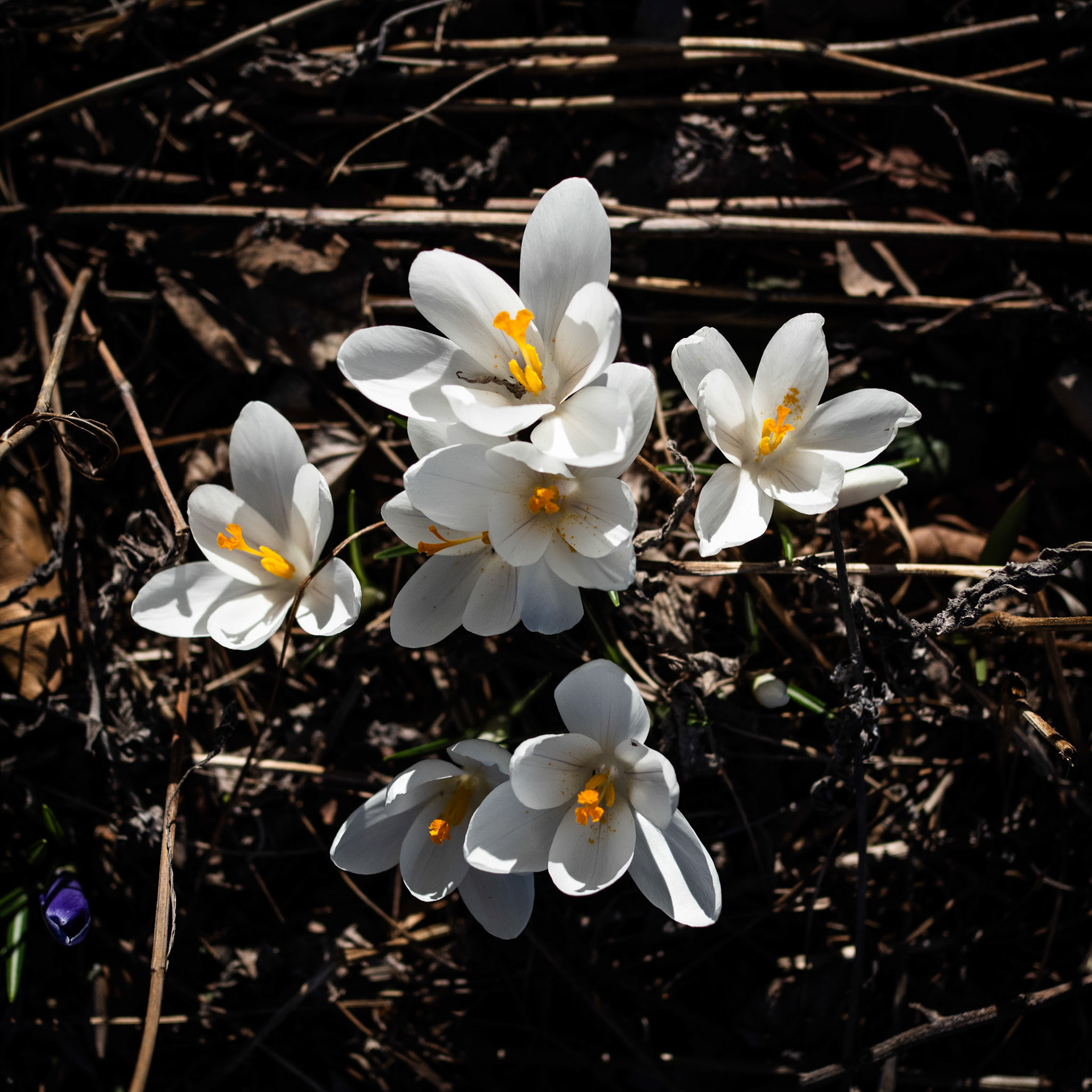 83/365 Spring Crocuses