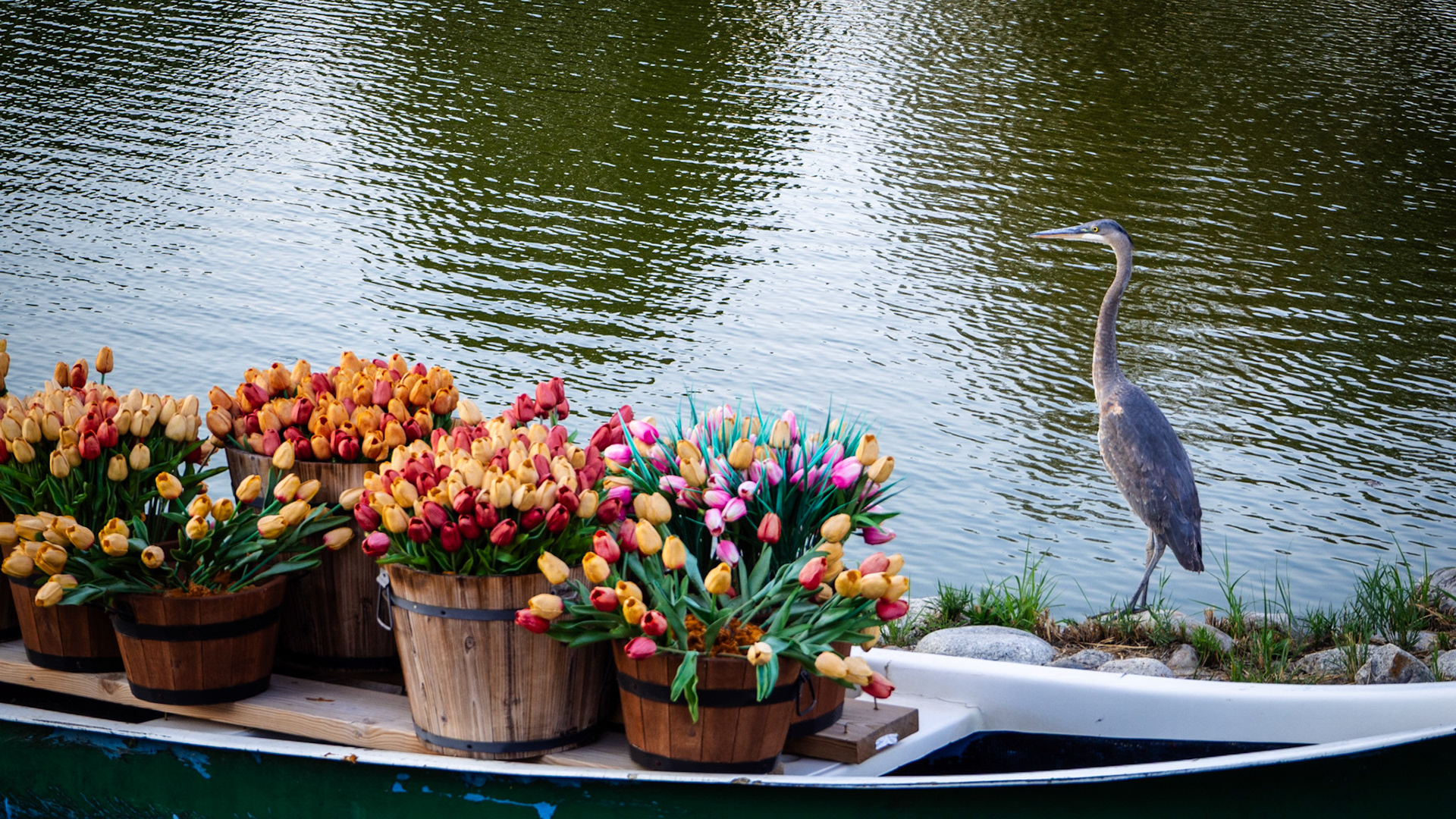 This Great Blue Heron has been protecting his tulips all weekend long.
