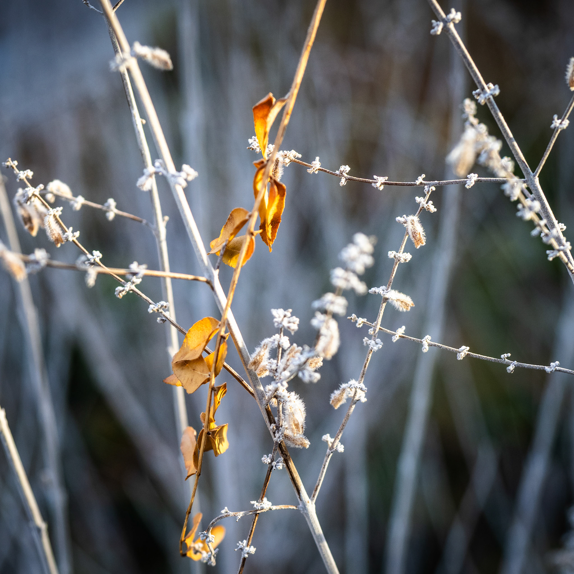 I went for a short walkabout in the neighborhood this afternoon and found these guys just hanging out, waiting on winter.