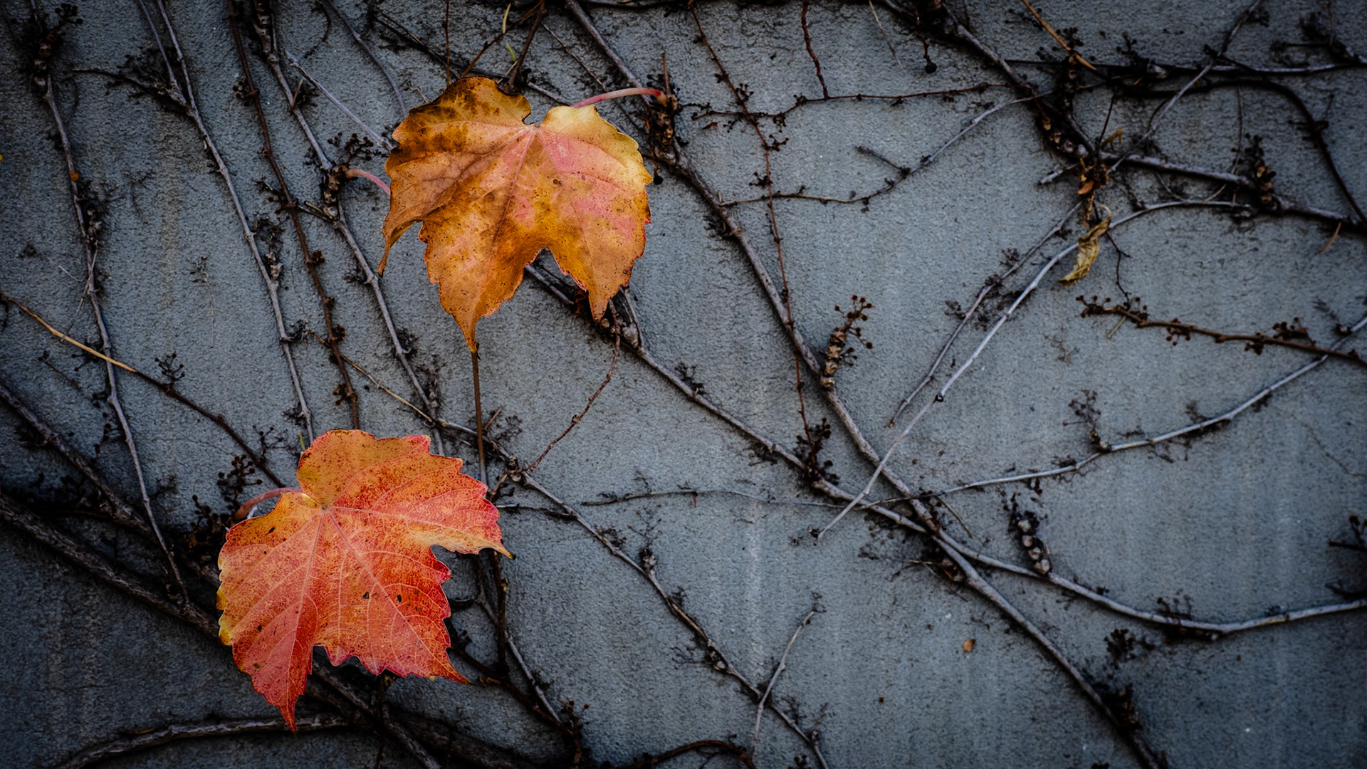 I went on a short photo safari to the other side of town this morning. I captured these vine leaves on a cement wall. Earlier this week, the wall was covered with these leaves. And now, not so much. I guess that's why they call it Fall.
