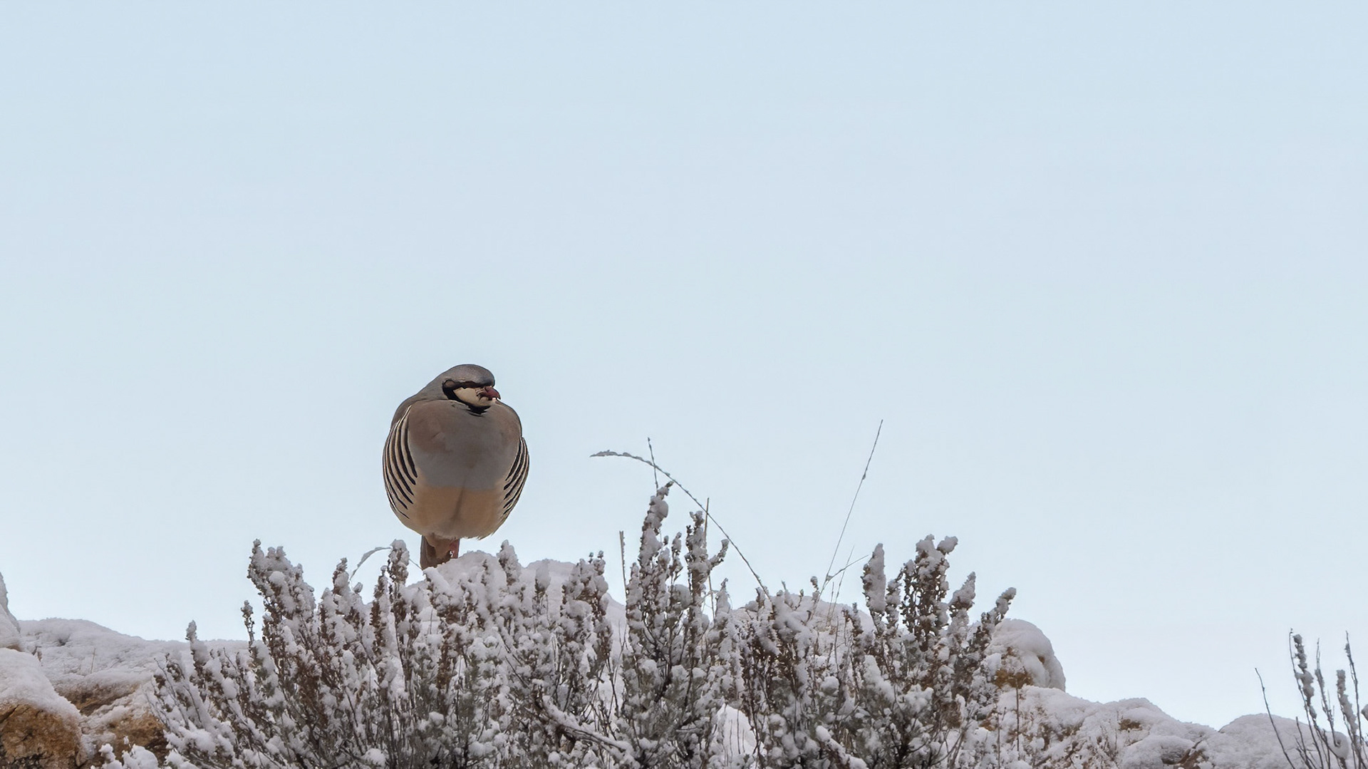 46/365 Chukar