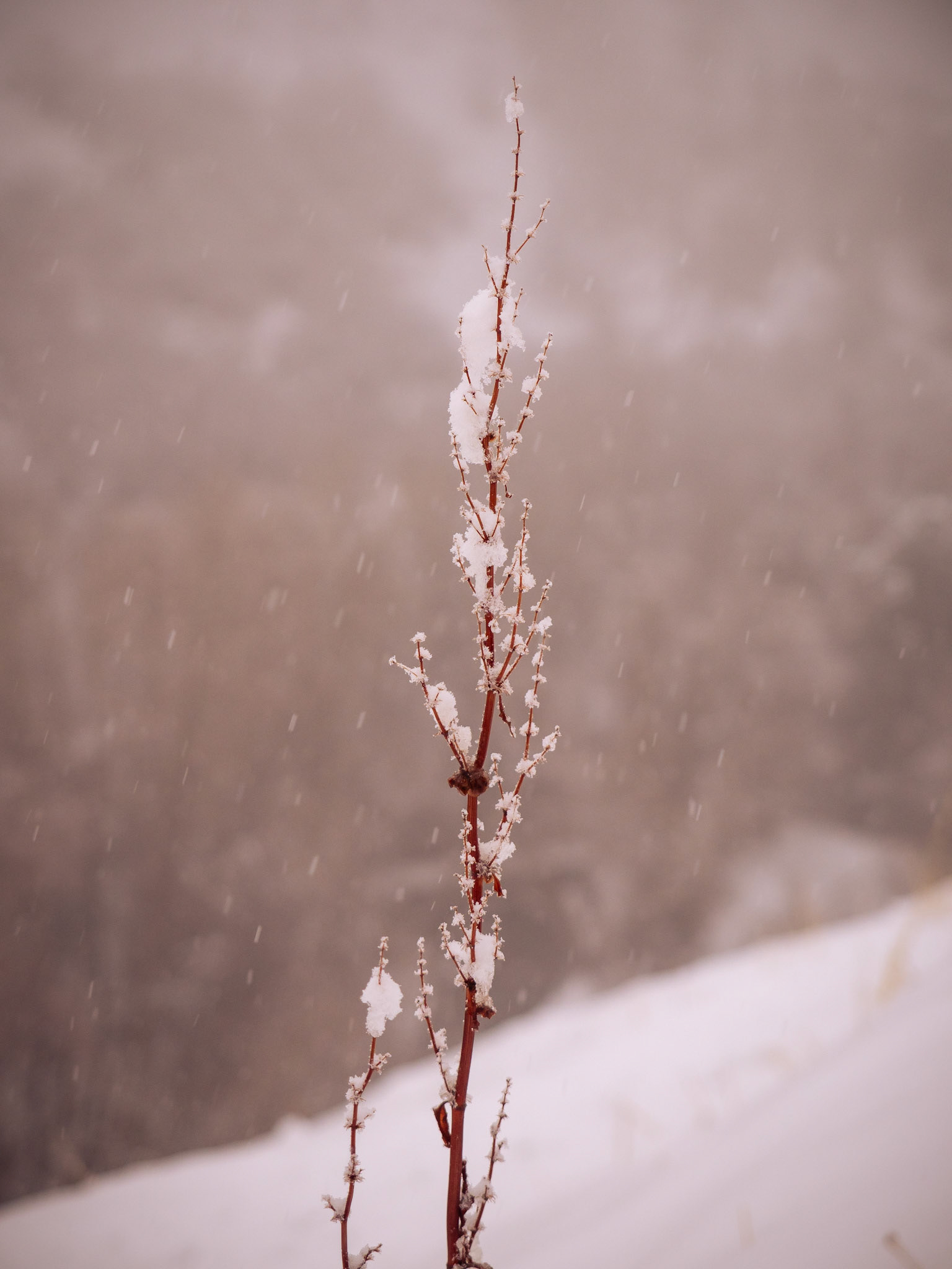 51/365 Winter Weather Advisory Extended