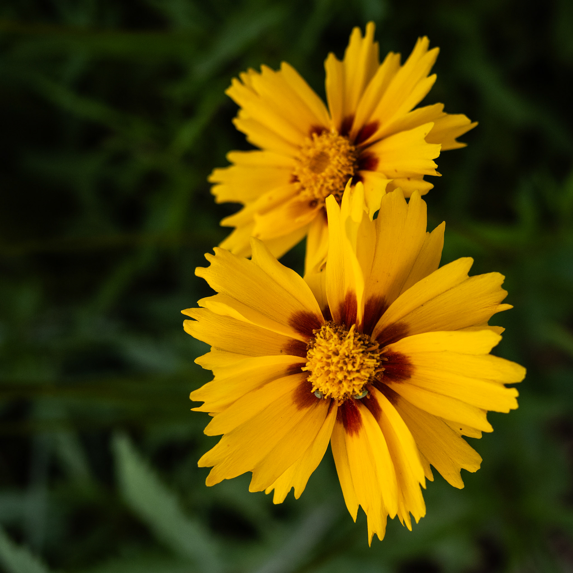 Lance-Leaved Coreopsis? Really, looks like a daisy to me.