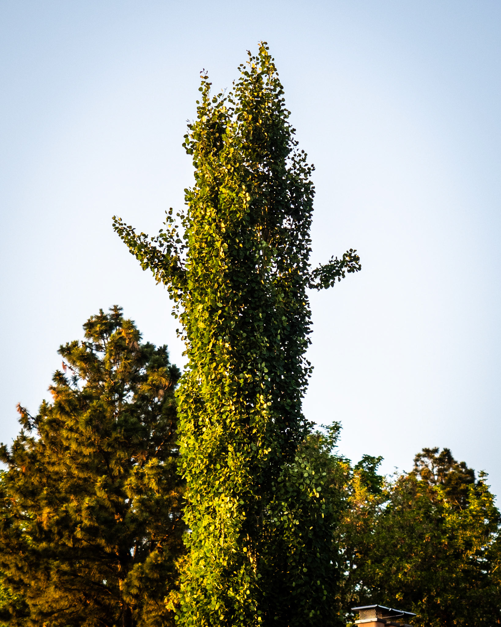 Yes, trees do have ears. And birds aren't real. Look it up. Do your own research. ;-)
