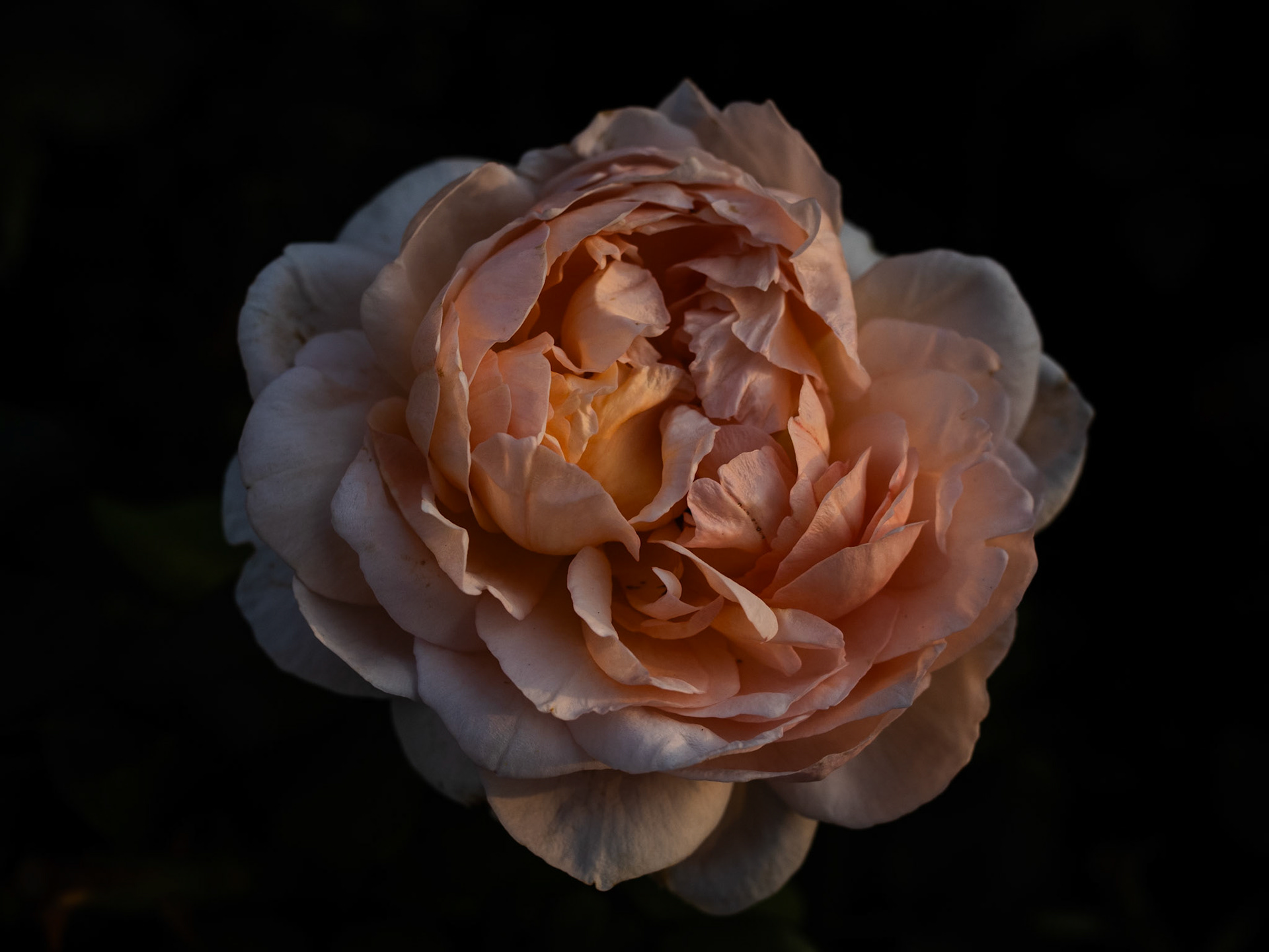 This pink rose with a little sunset side light turned out nicely.