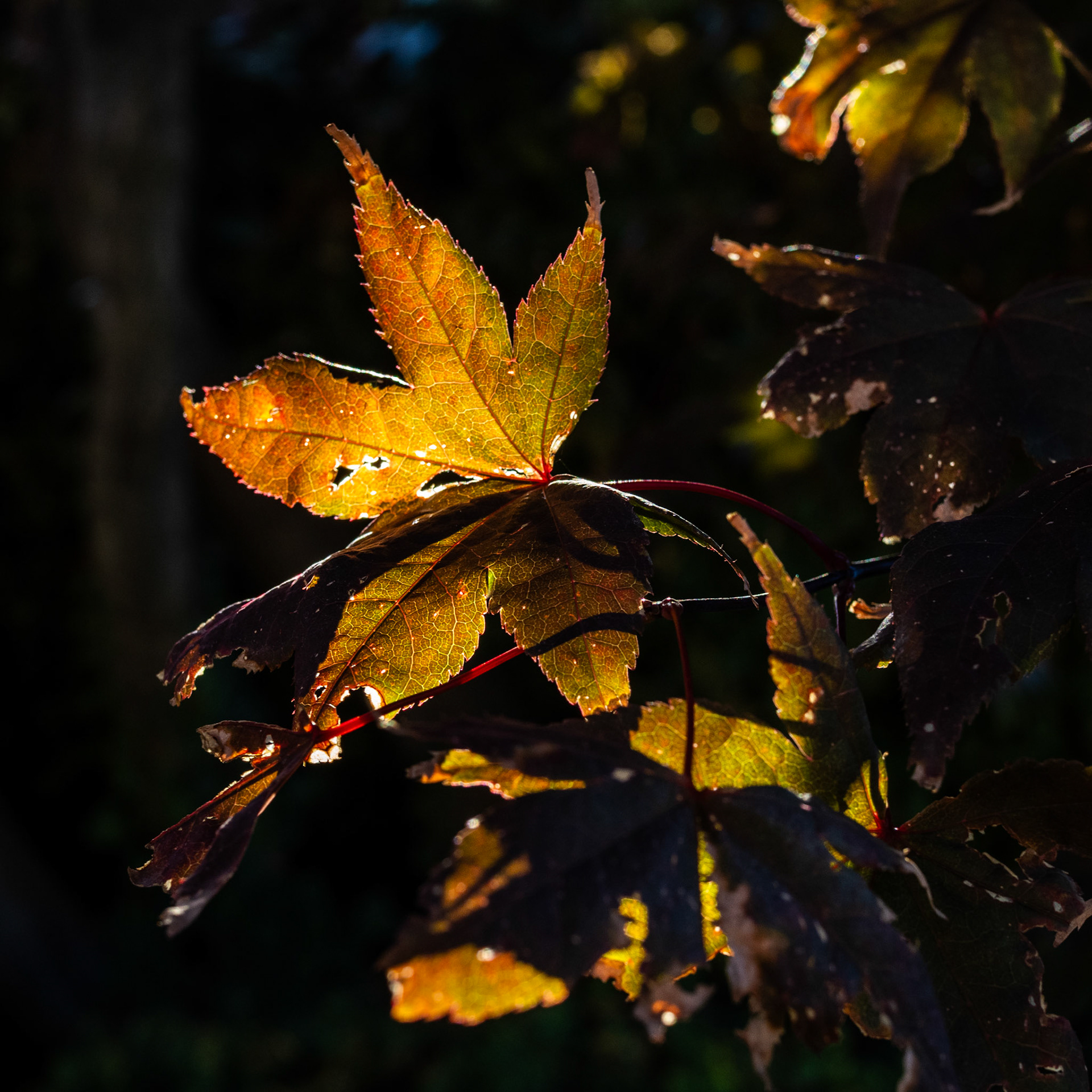I am loving fall with all the changing colors. Add a little Golden Hour backlight, and Bob's your uncle, you have a nice shot.