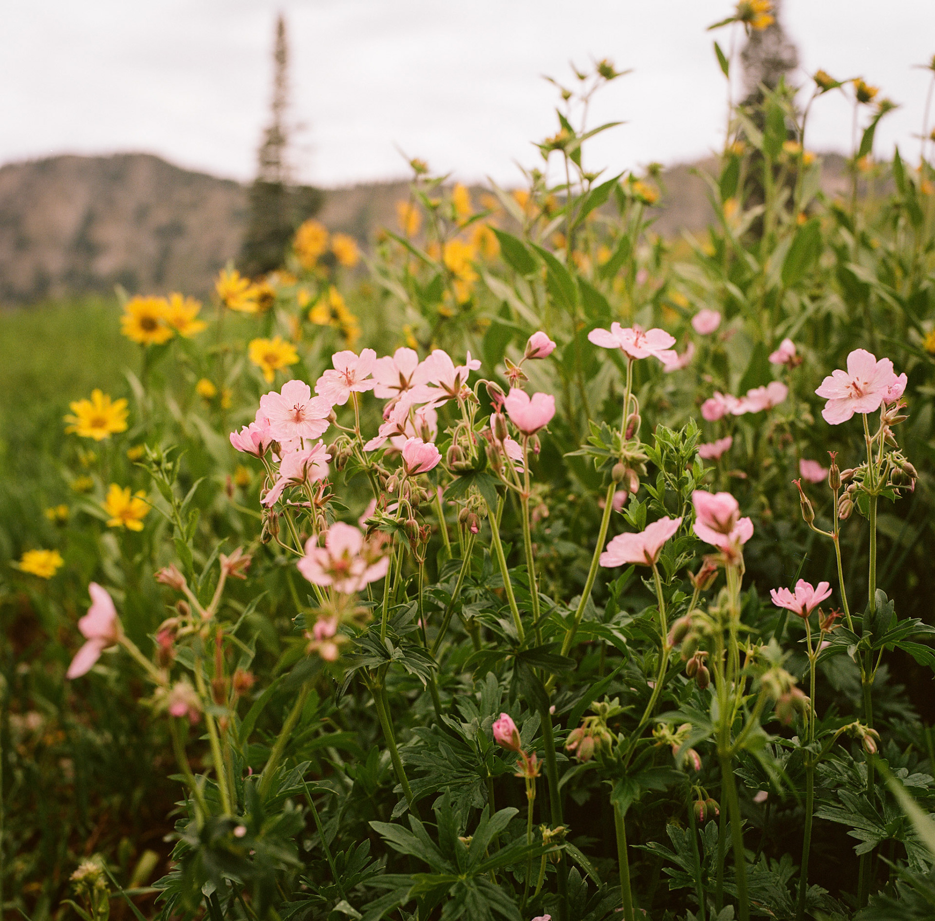 An analog picture today... My plant ID named this as a Sticky Geranium. It's a wild flower I captured a couple weeks ago at Alta Ski Area