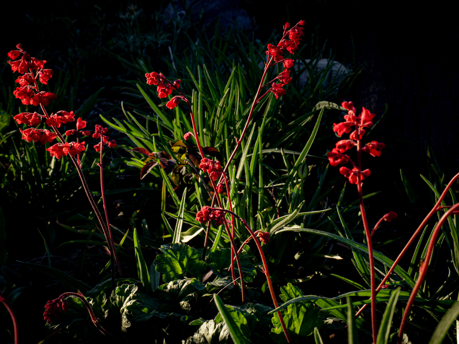 What we have here is some red alumroot.