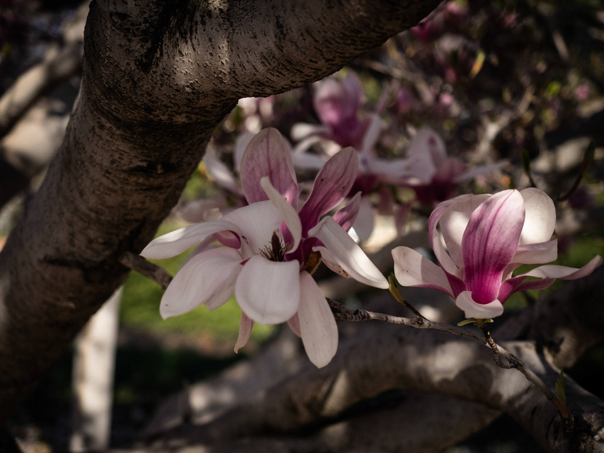 I dawdled too long and missed this Magnolia Tree in its full glory. But there are still plenty of beautiful blooms.