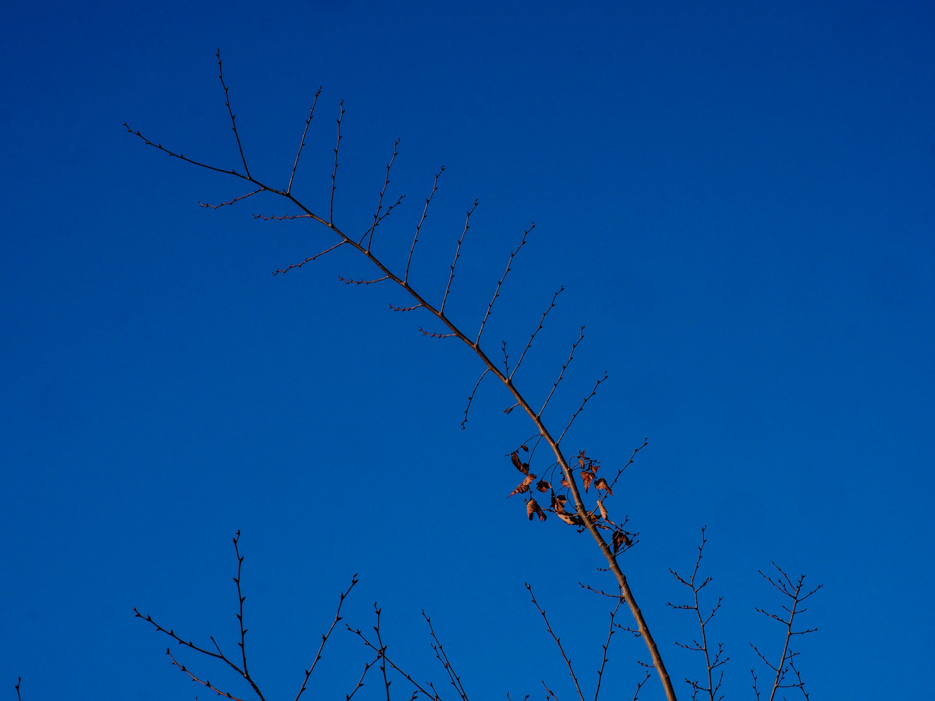 We are now in that time of the year, at least in Salt Lake City, that's between fall and full on winter where everywhere you look are sticks. Or Christmas lights... but that's for another day.