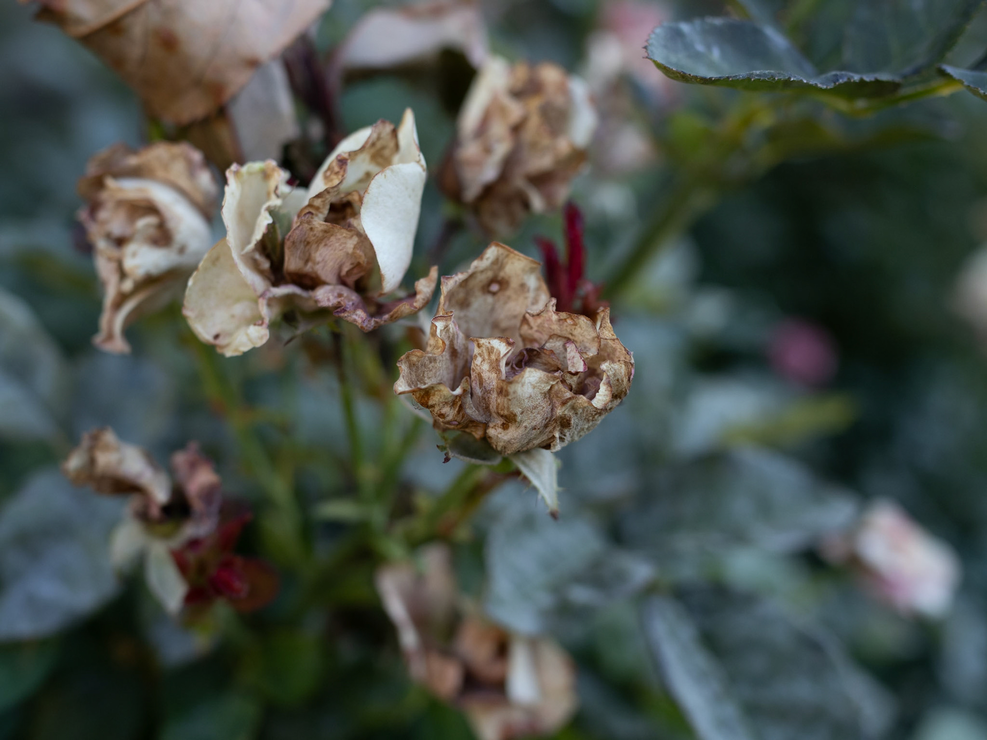 Here is a rose that is past it's prime. One of the things about close up photography you can find hidden things. For example, I see a wolf. What do you see?
