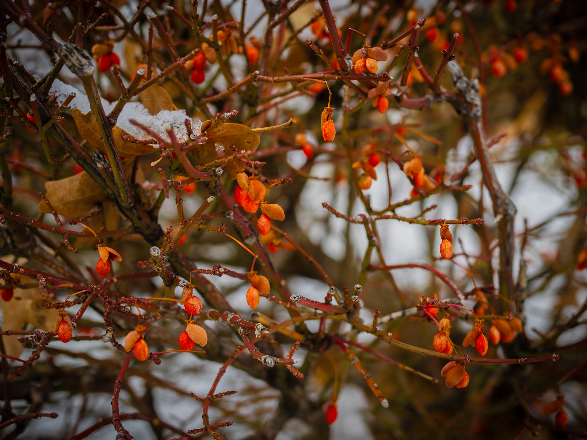 12/365 Burning Bush